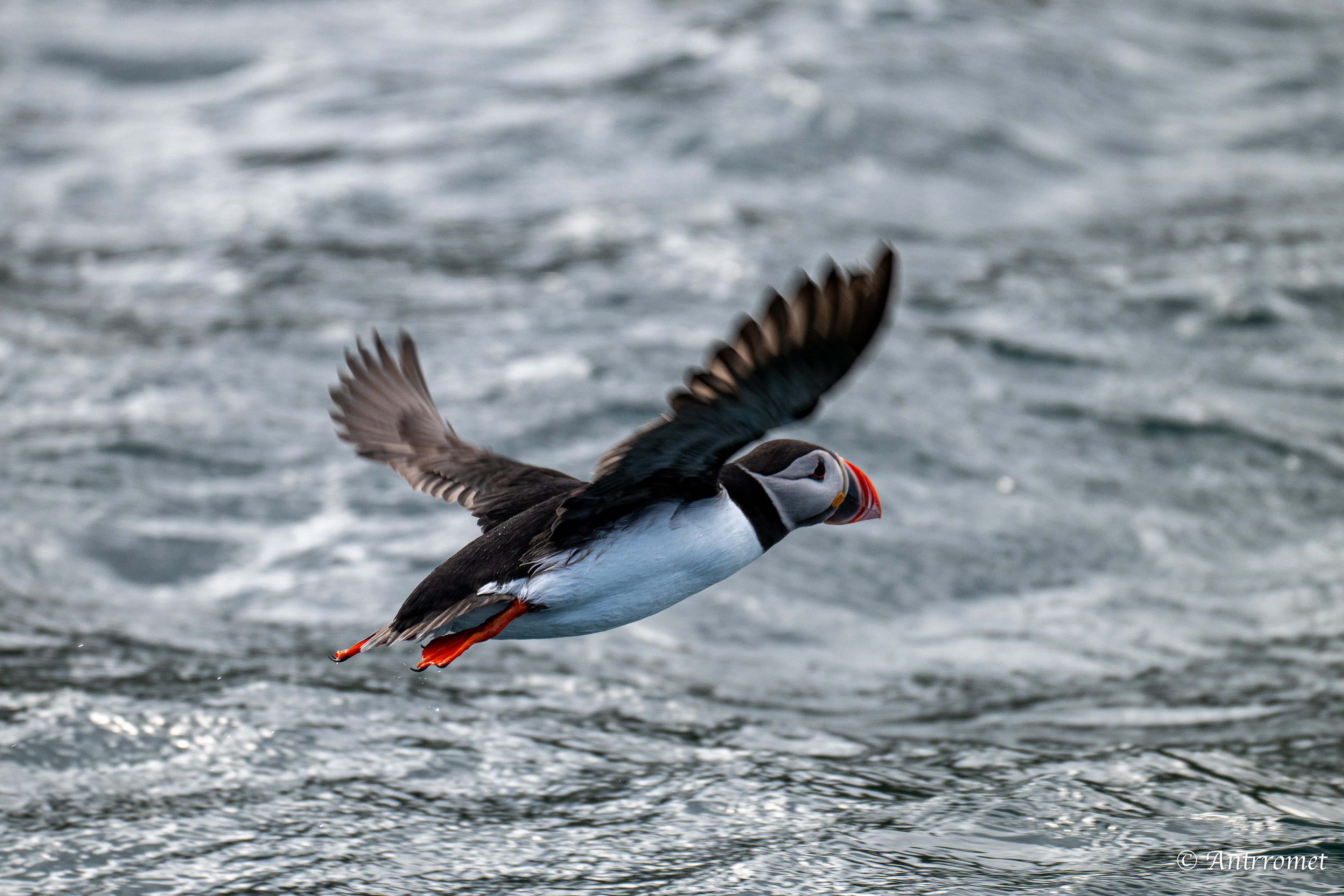Puffins at Puffin Safari AS, Bleik, Vesteralen