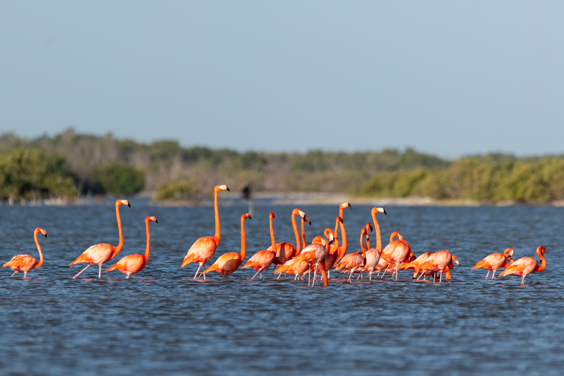 Flamingos at Rio Lagartos Lagoon