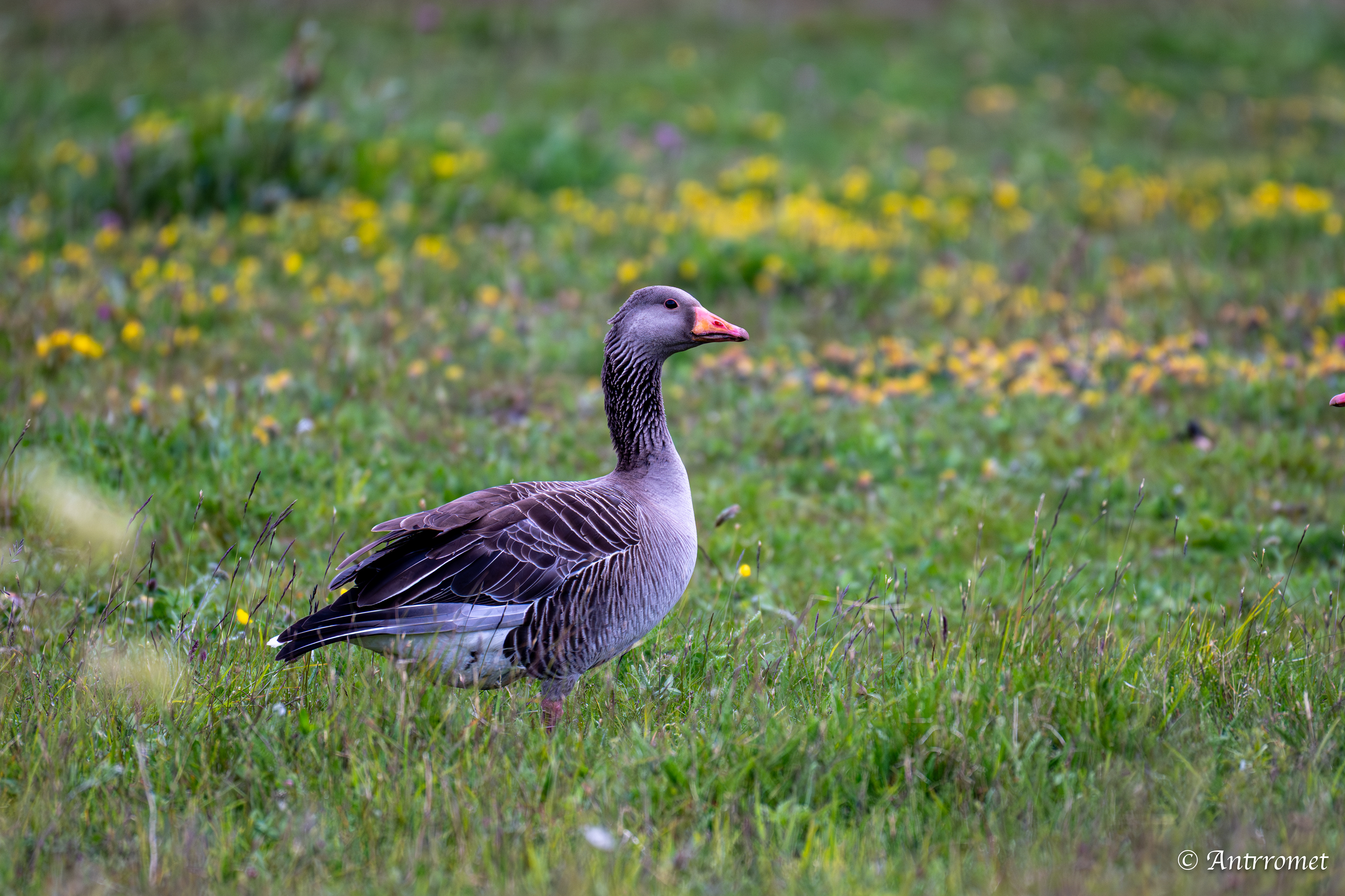 Greylag Geese near Værøy