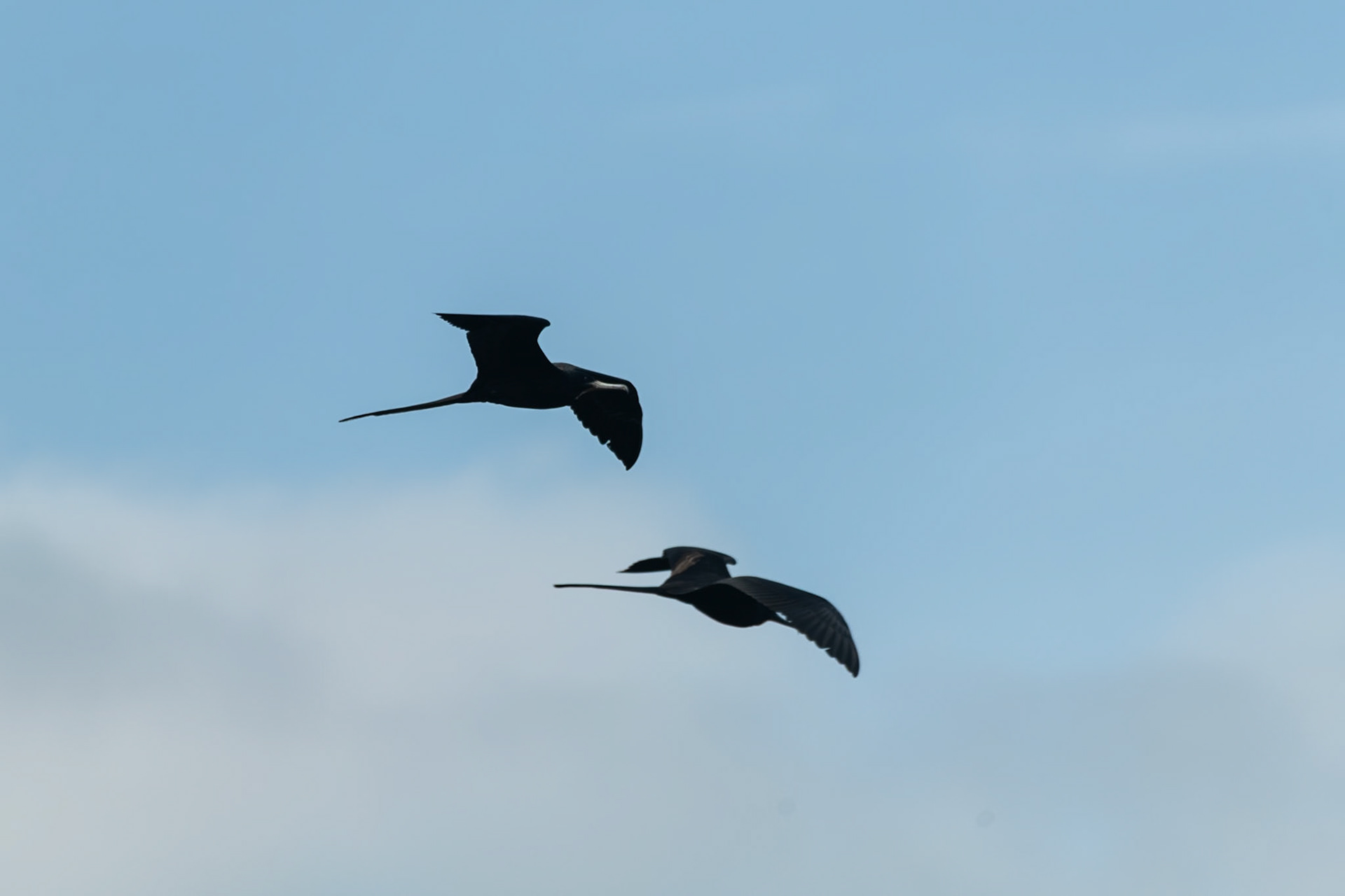 Frigatebirds at Chiquilá
