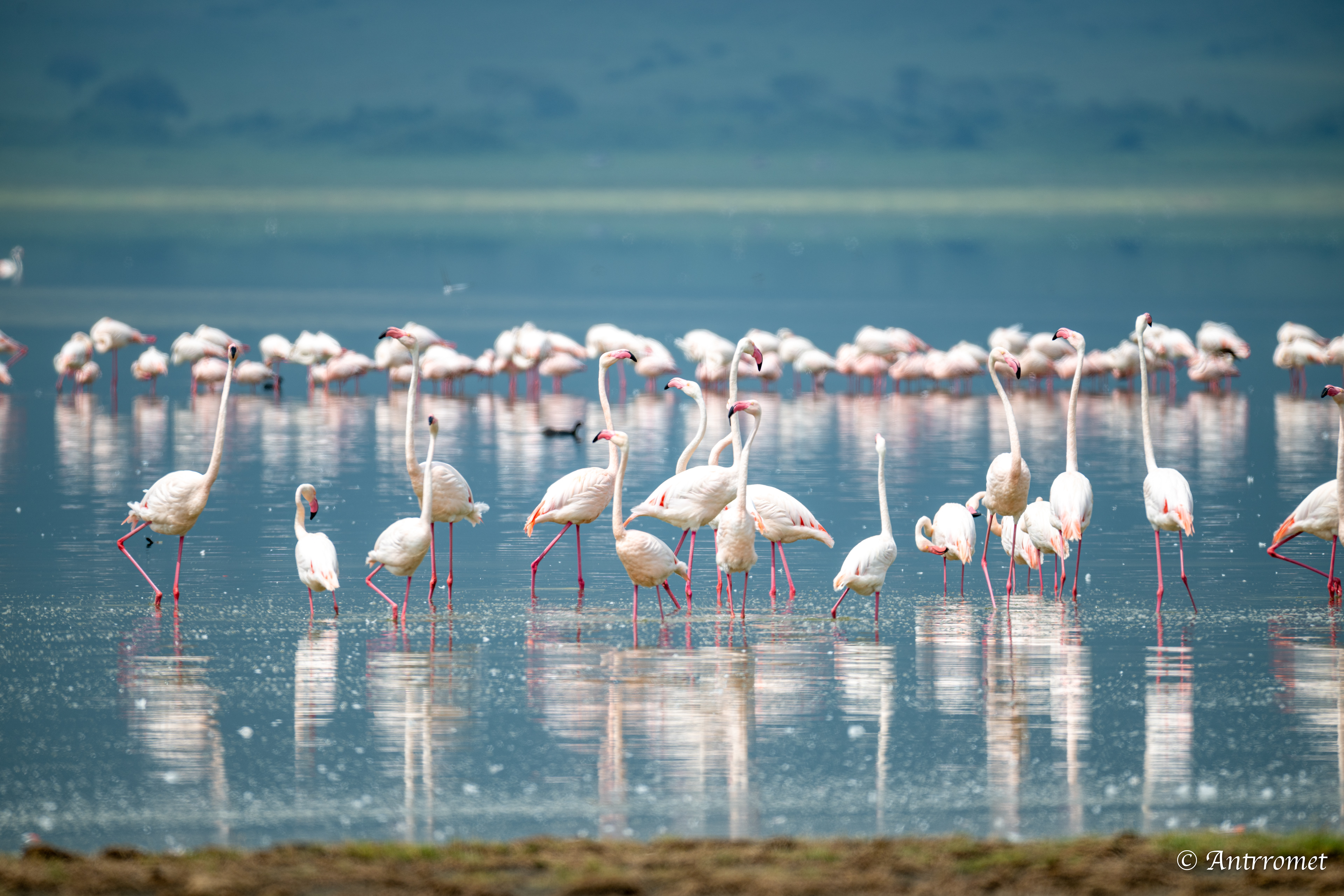 Lesser flamingos