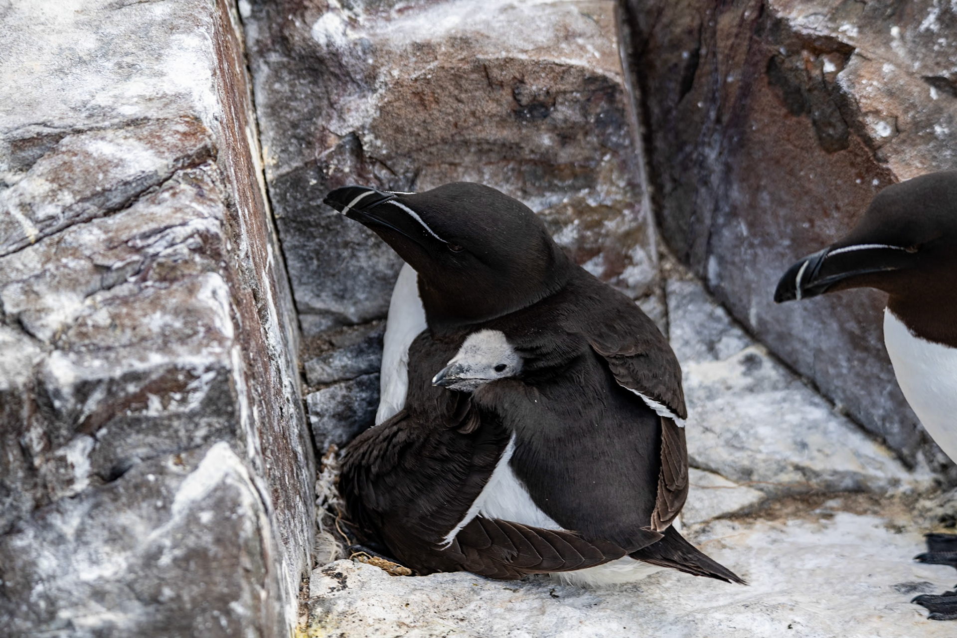 Razorbill and its chick, Farne Islands