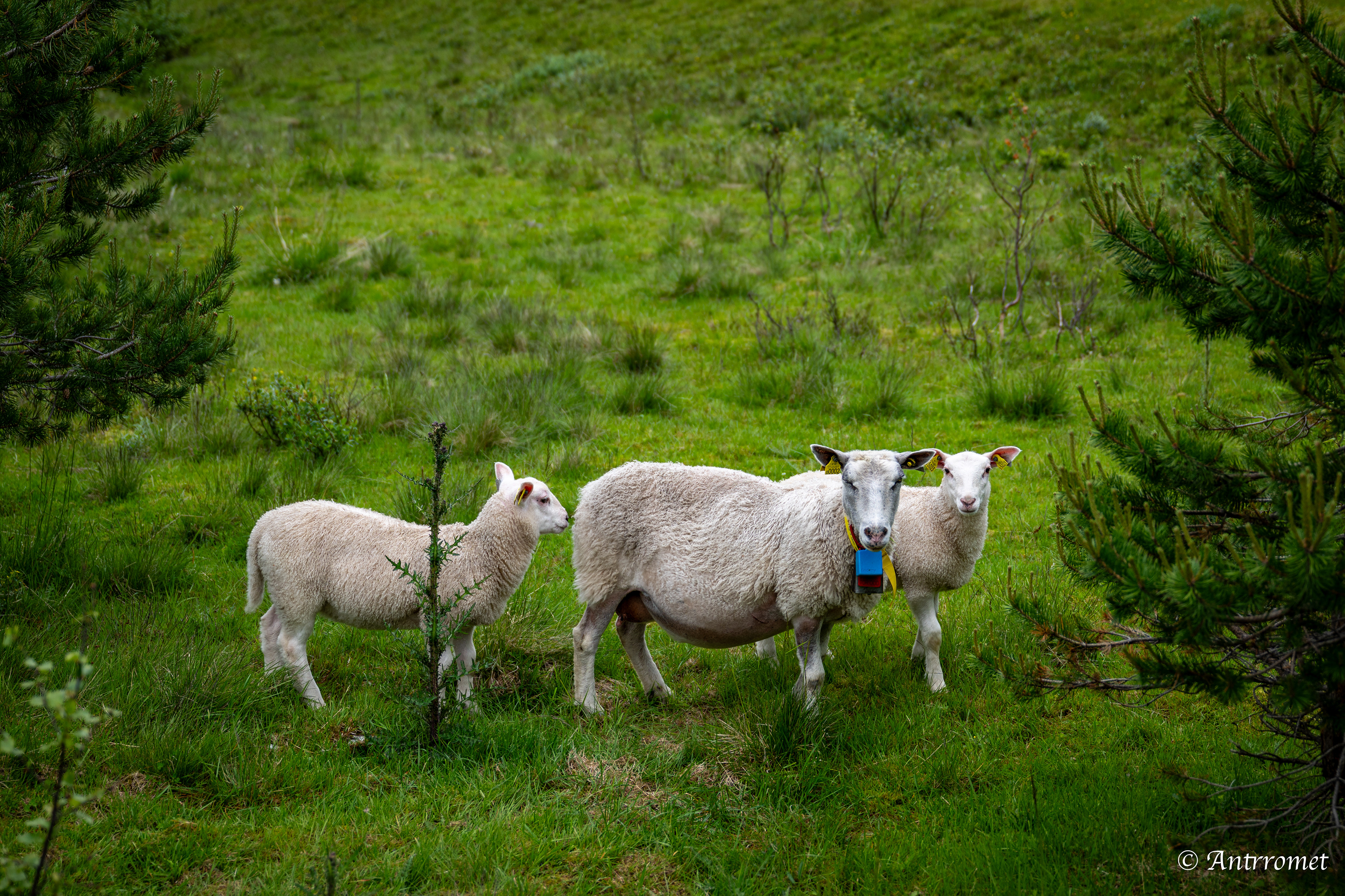 Sheeps near Hornindal Bridge