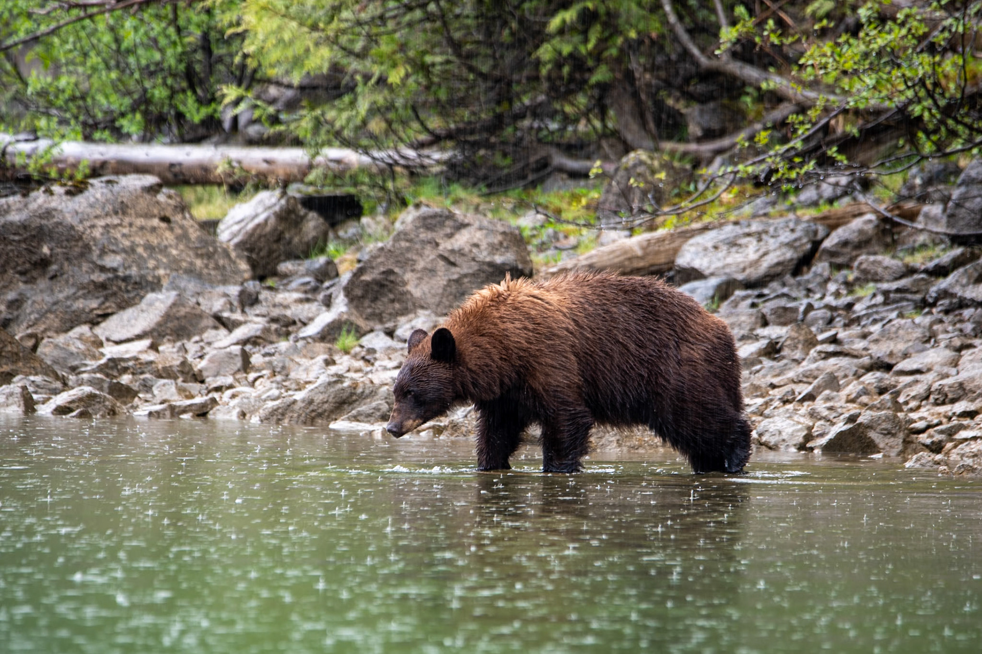 Black bear near Mud Lake