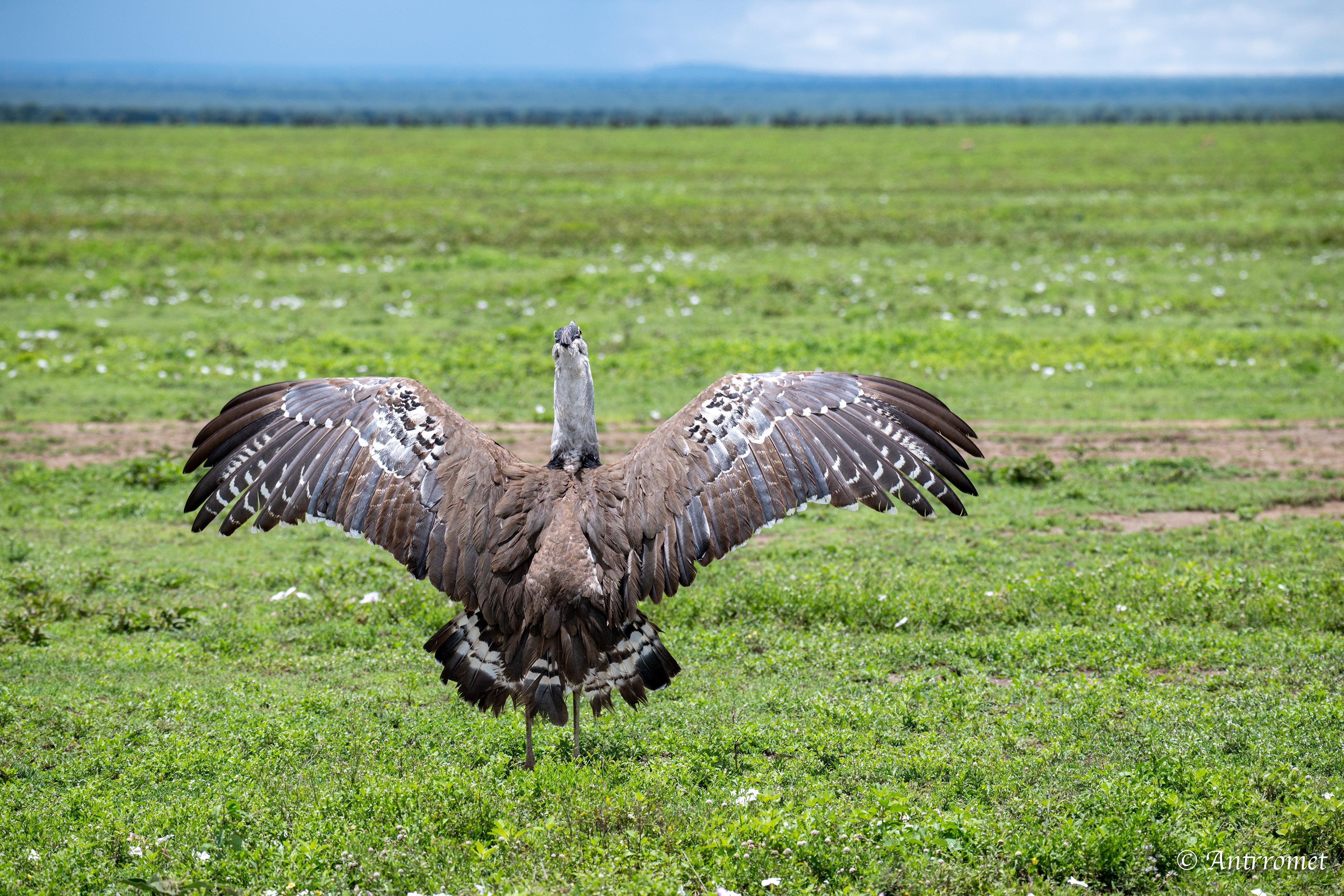 Kori Bustard