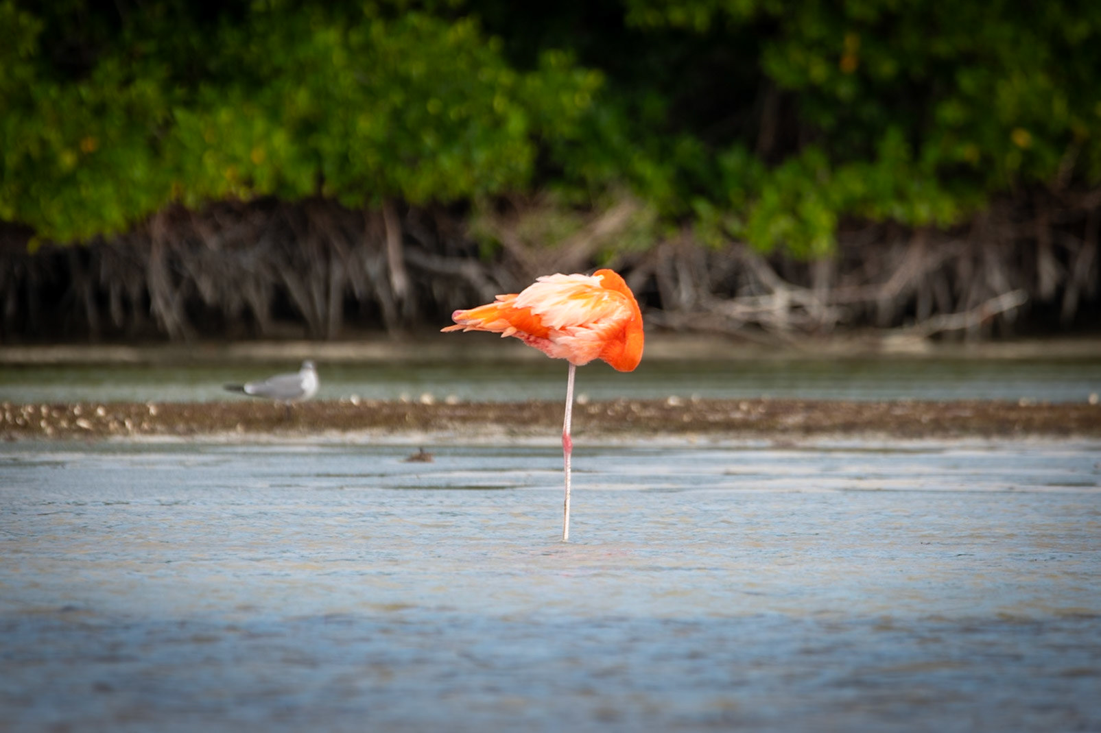 Flamingos at Rio Lagartos Lagoon