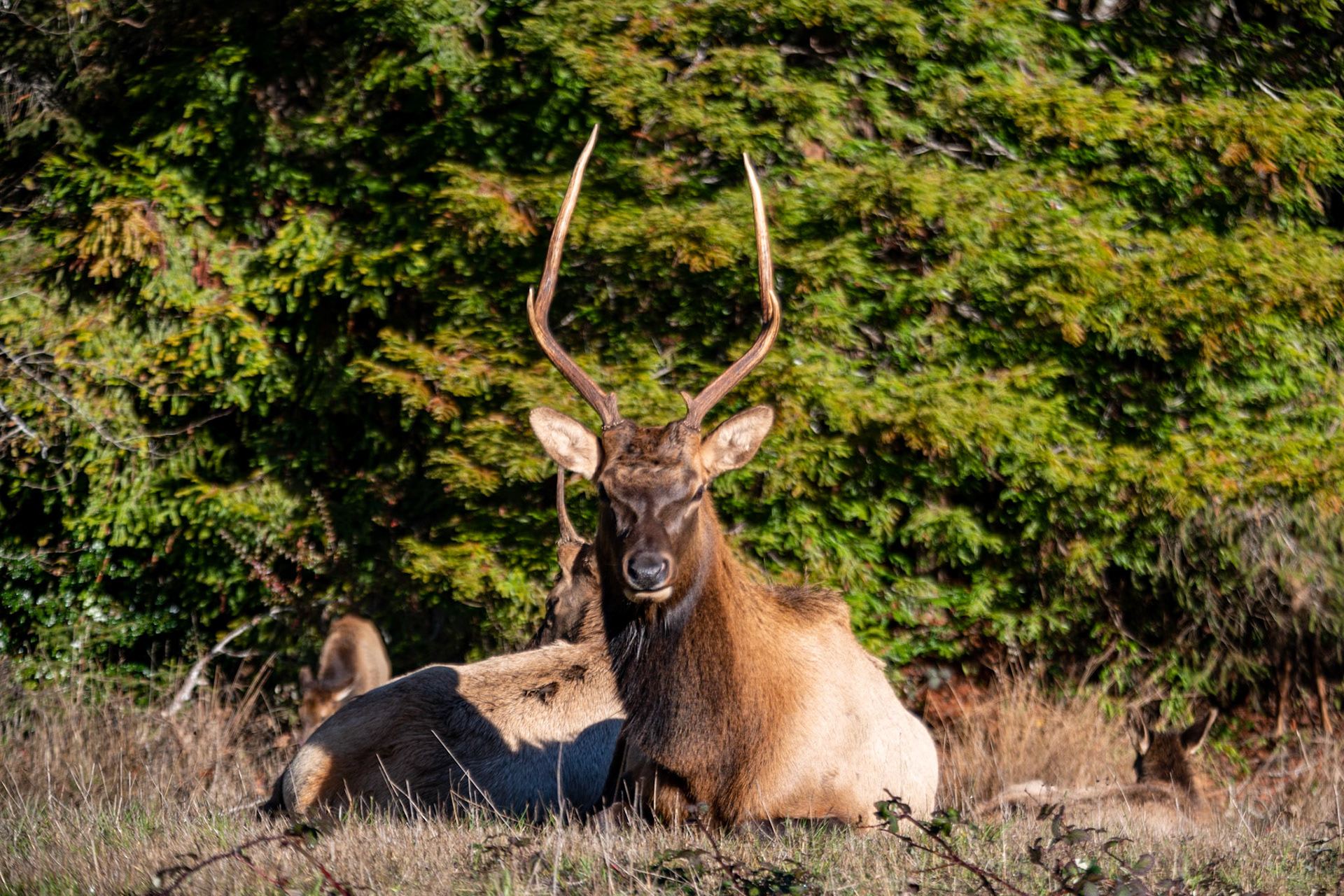 Elk Meadow