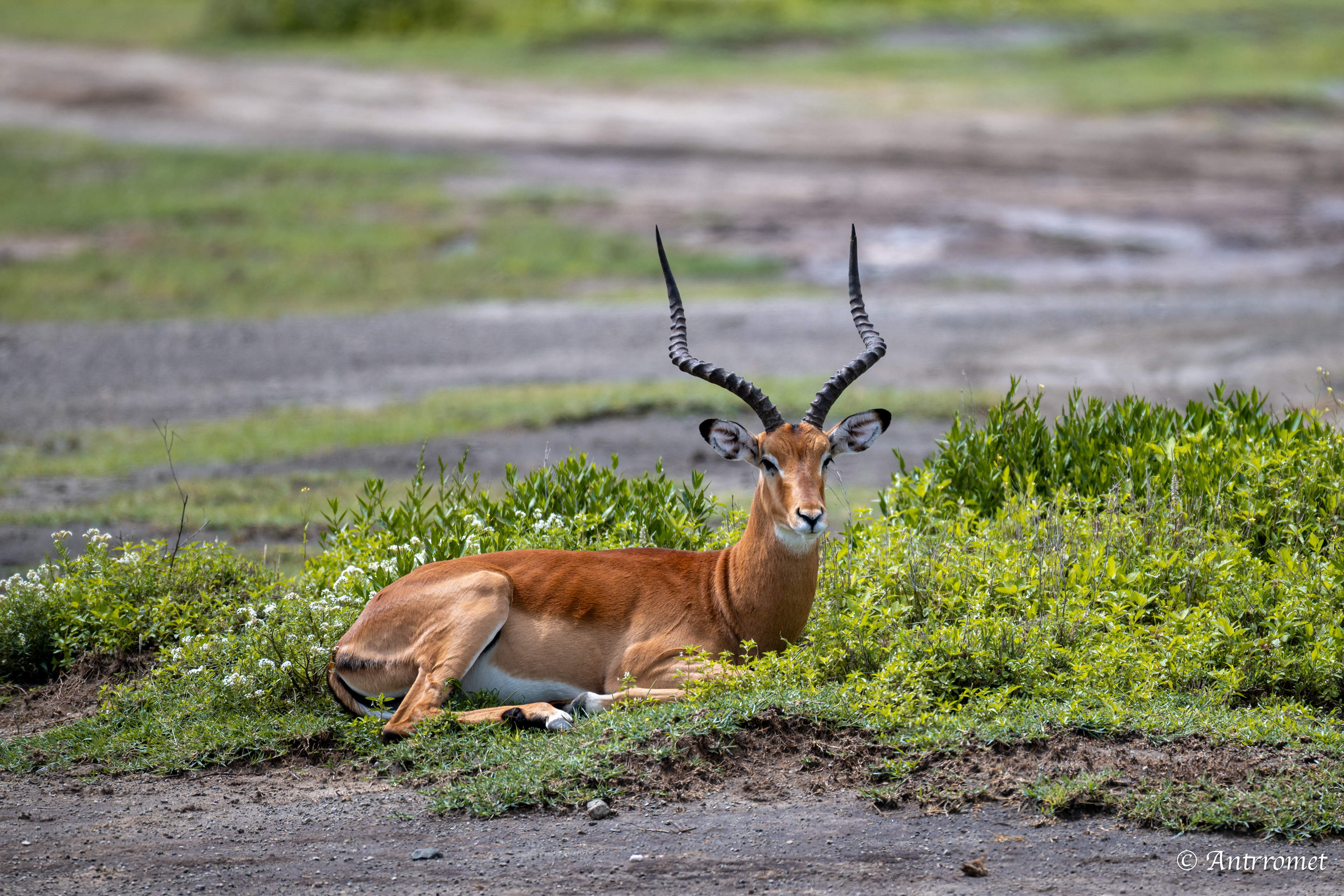 Male impala