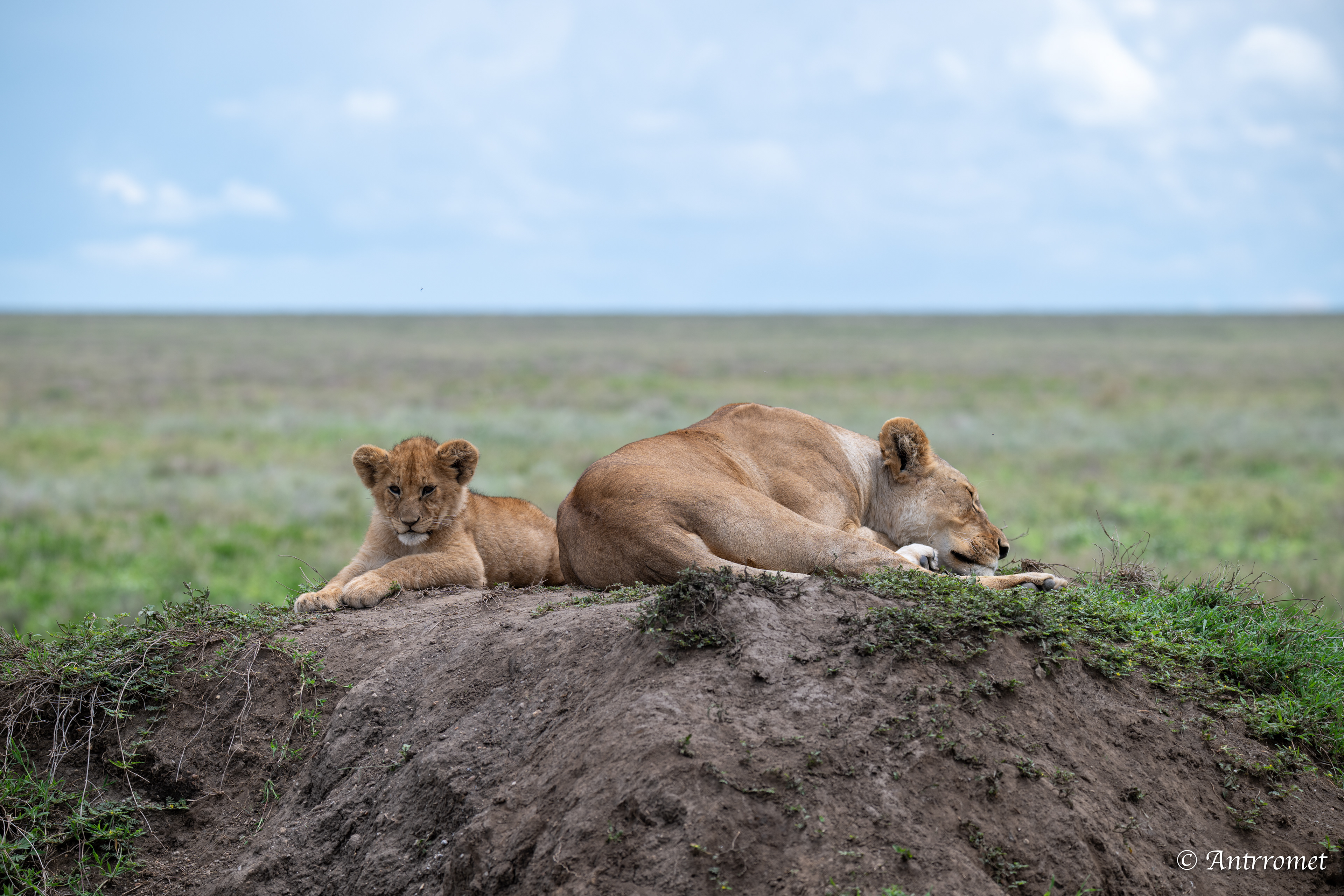 Lion cub with its mom