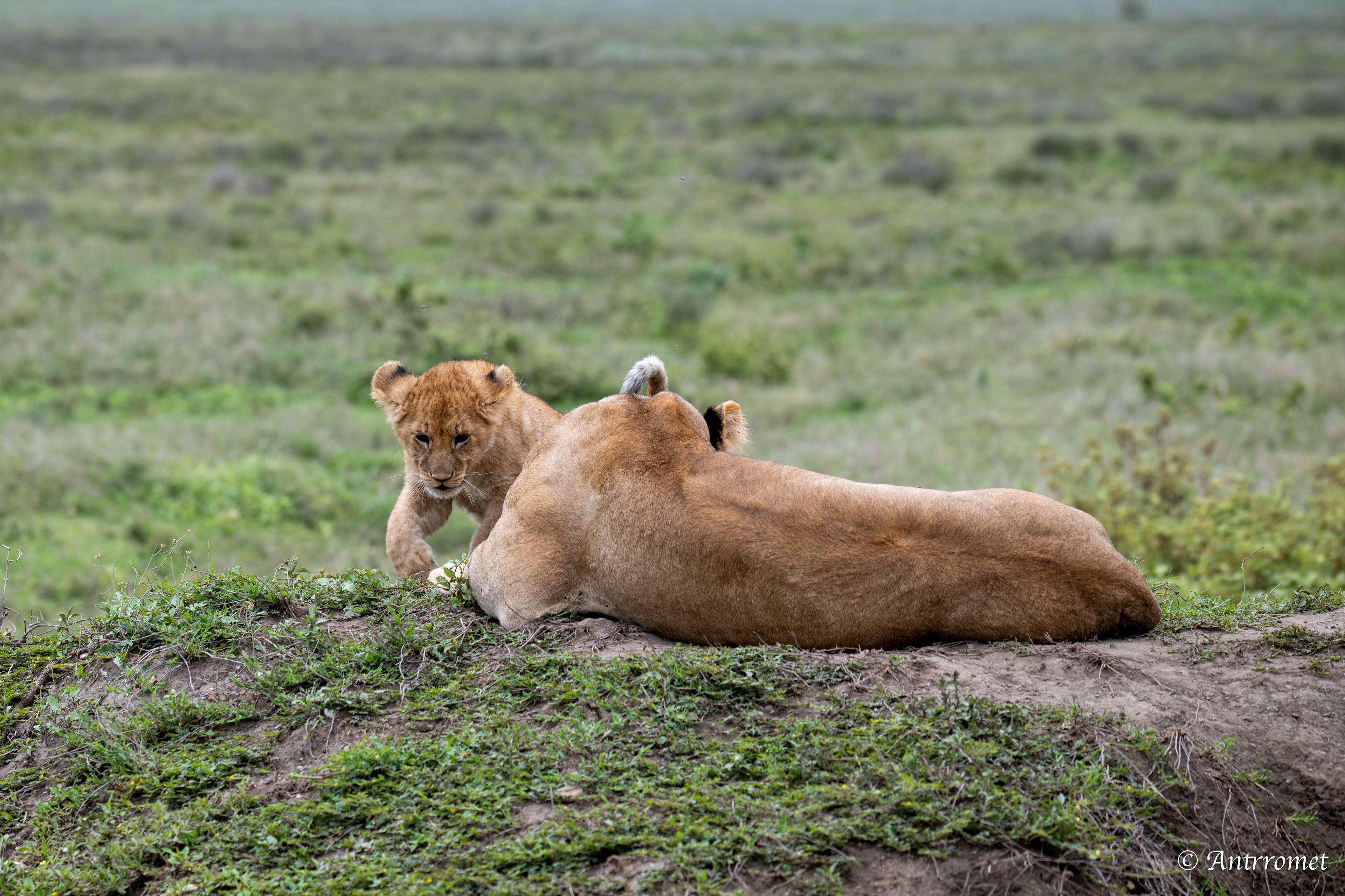 Lion cub with its mom