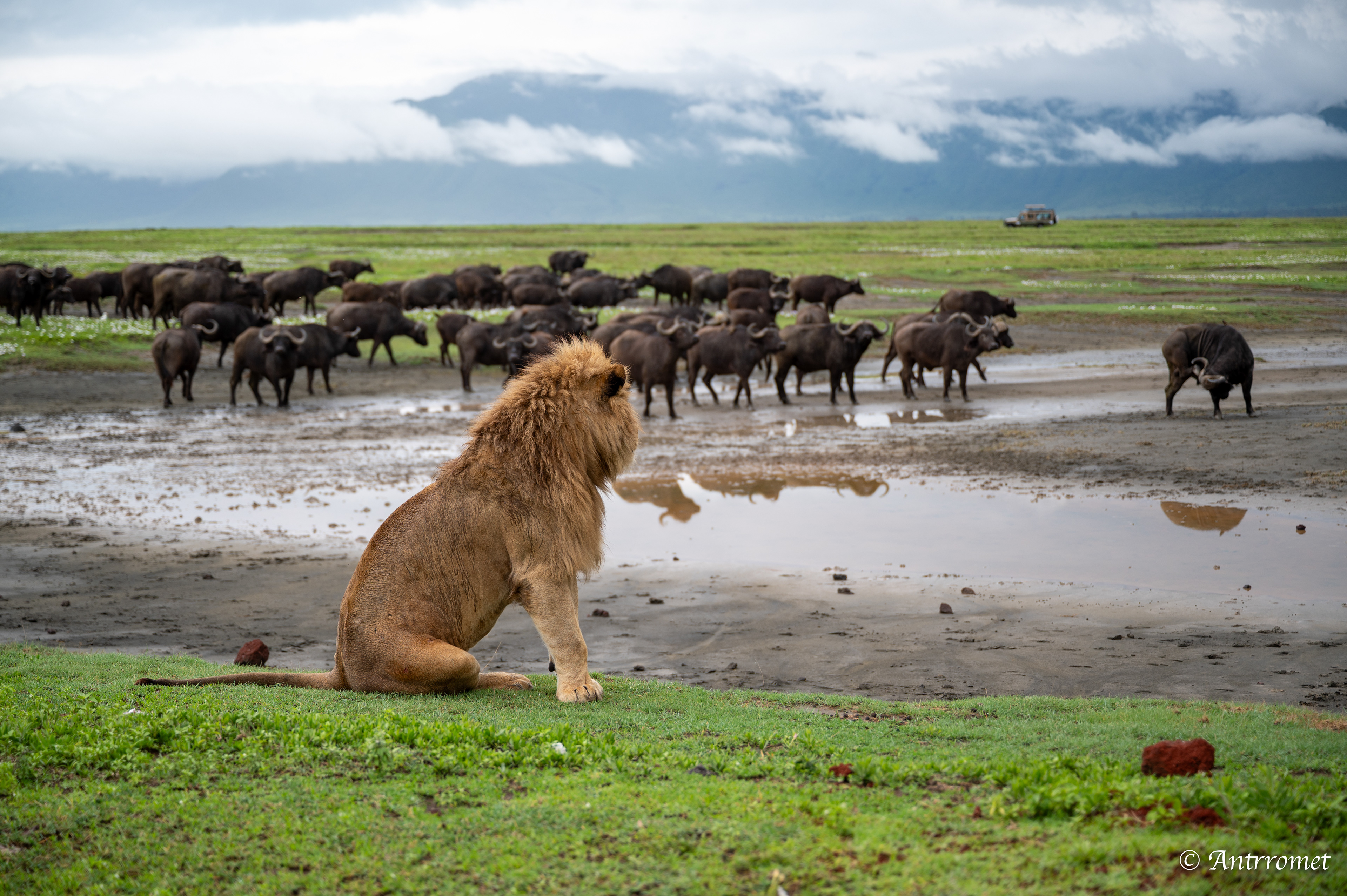 Stand-down between lions and buffaloes