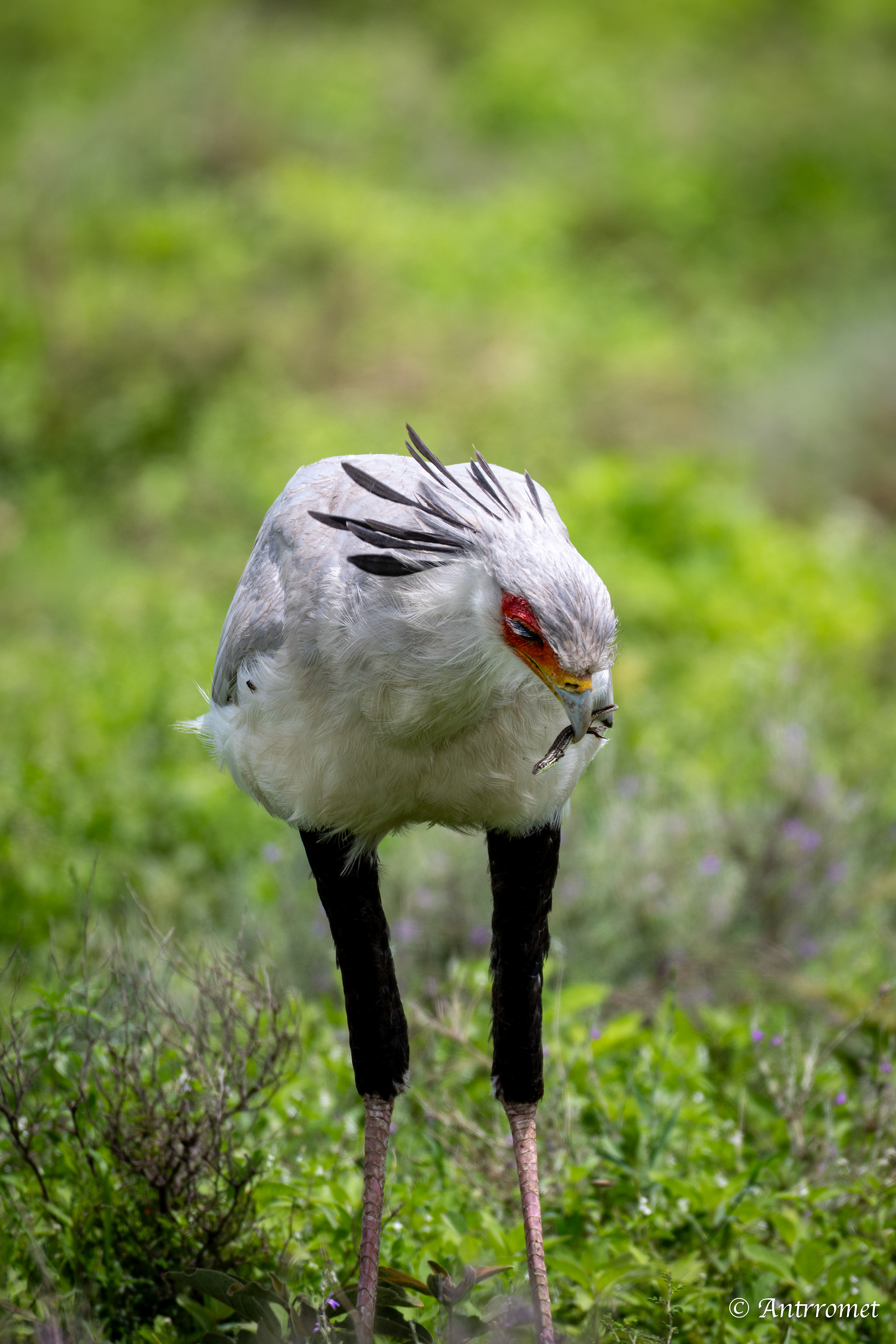 Secretarybird eating a lizard