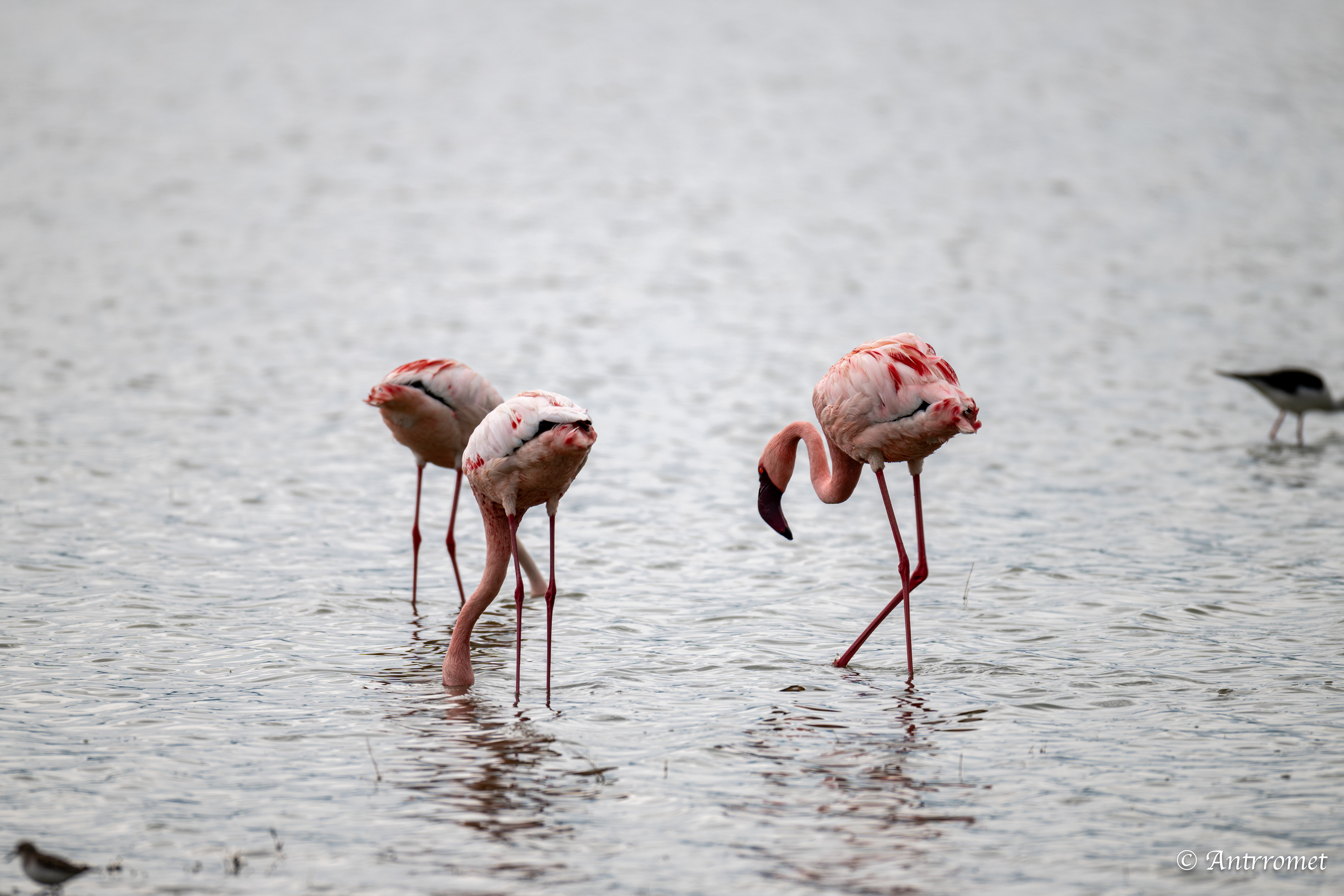 Lesser Flamingoes