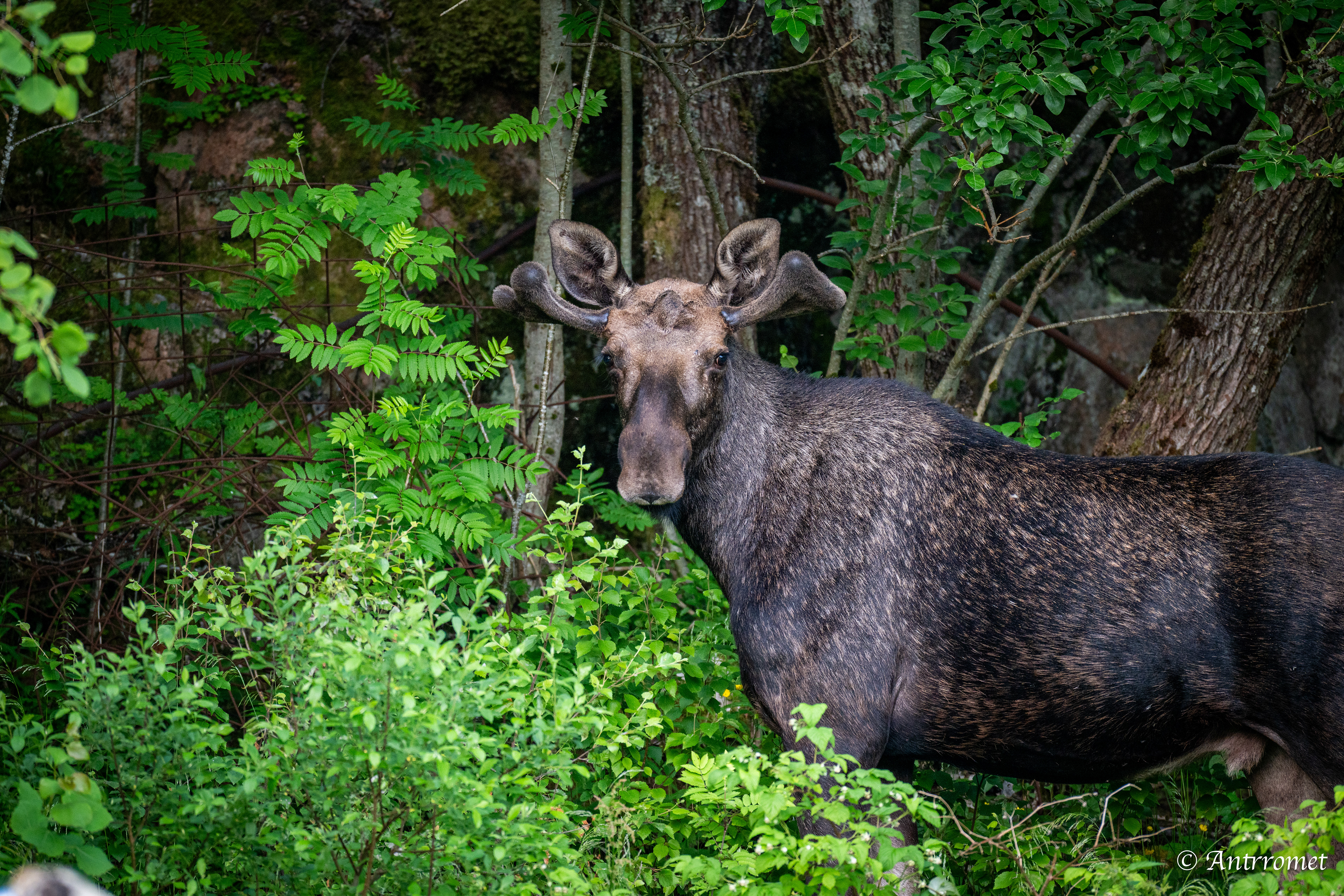Moose somewhere in Bangsund