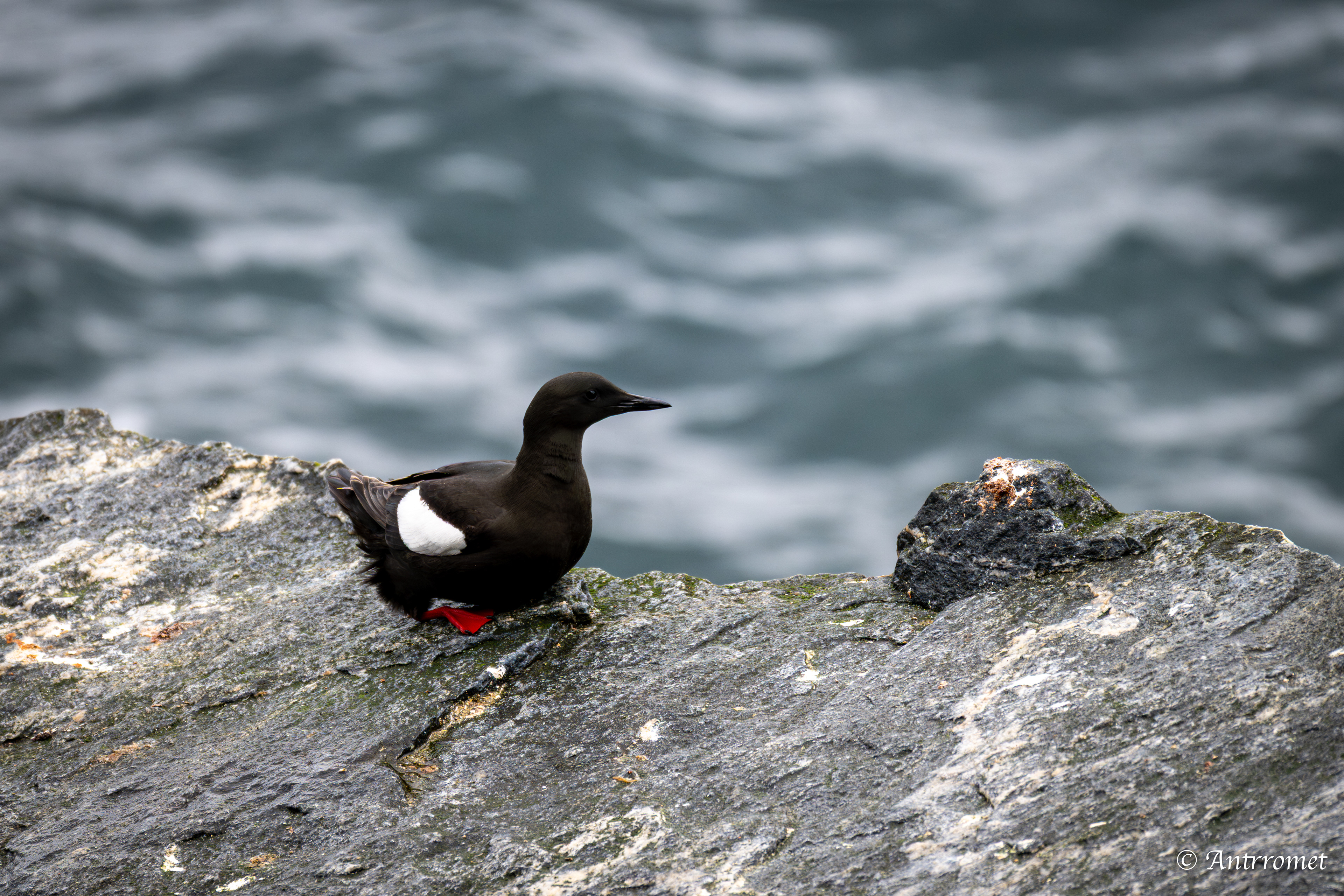 Black Guillemot at the Bird Cliff at Værøy