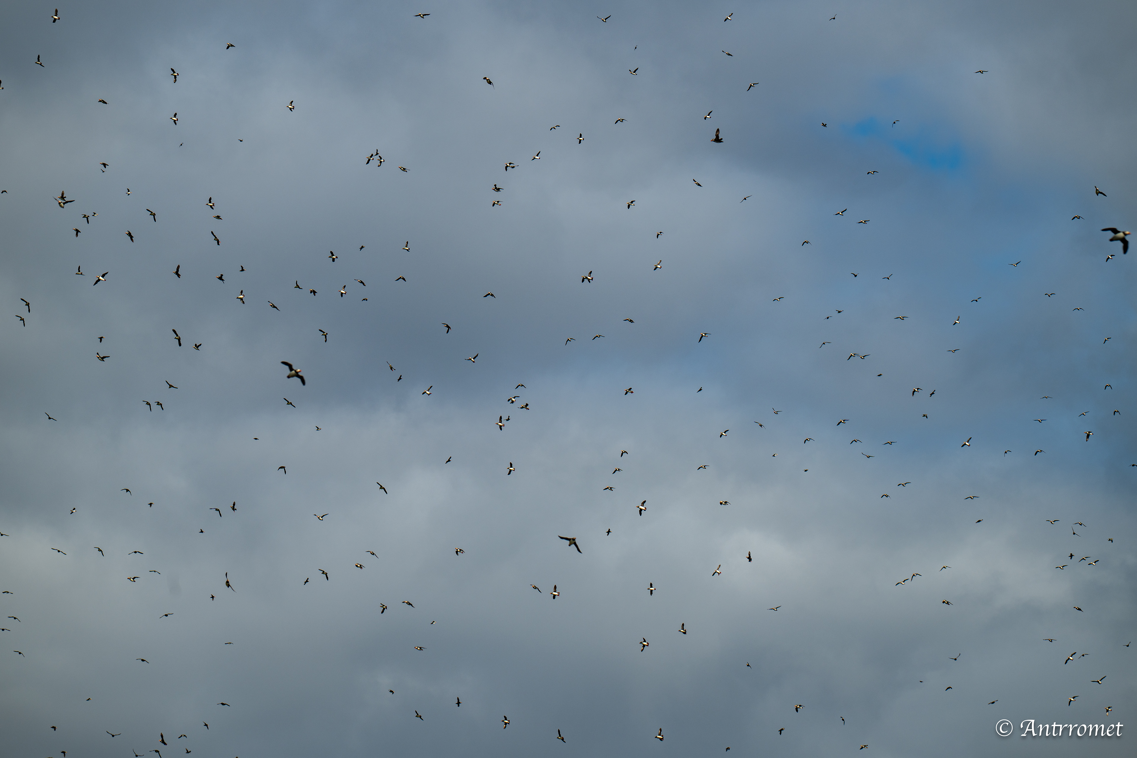 Puffins at Puffin Safari AS, Bleik, Vesteralen
