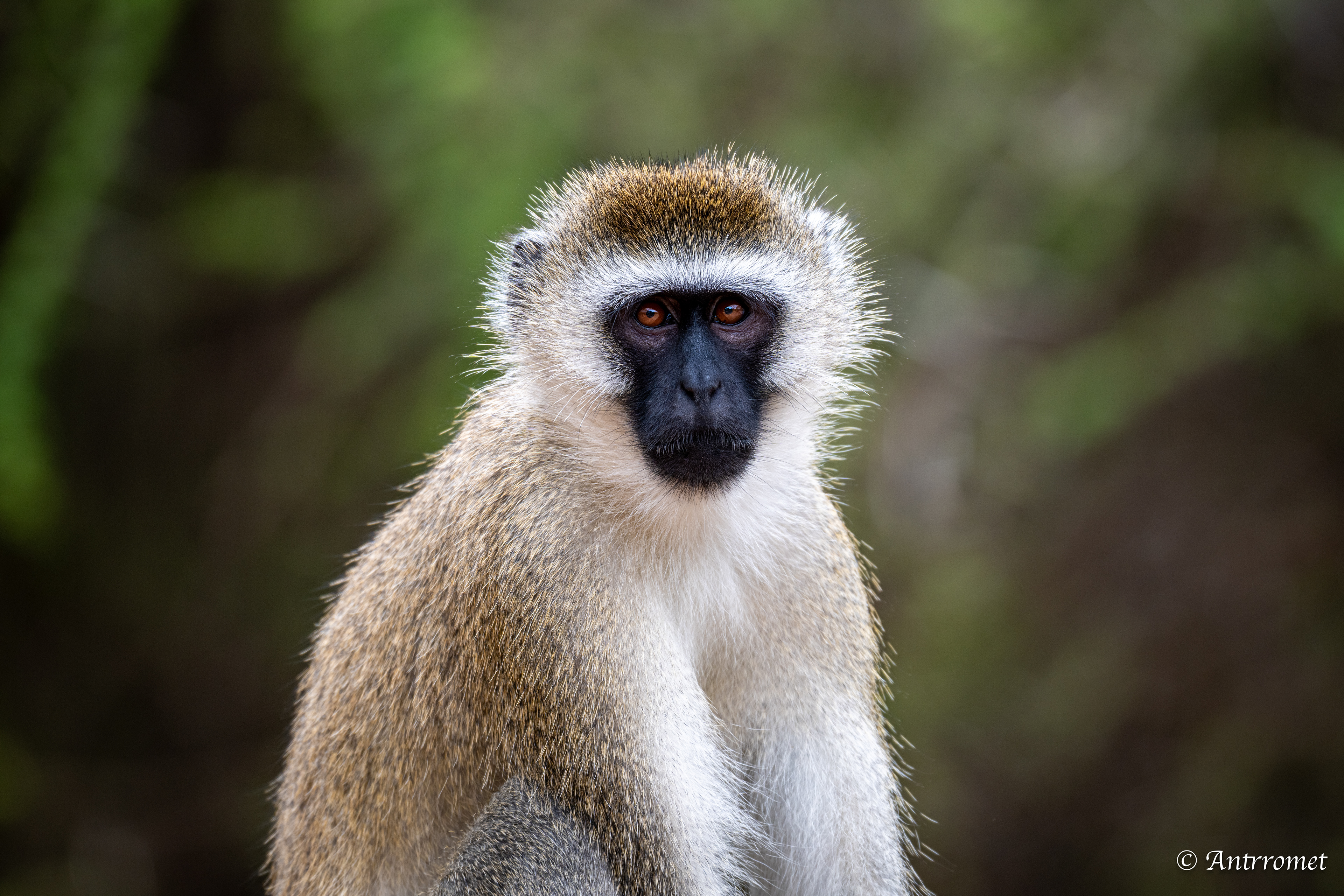 Vervet Monkey