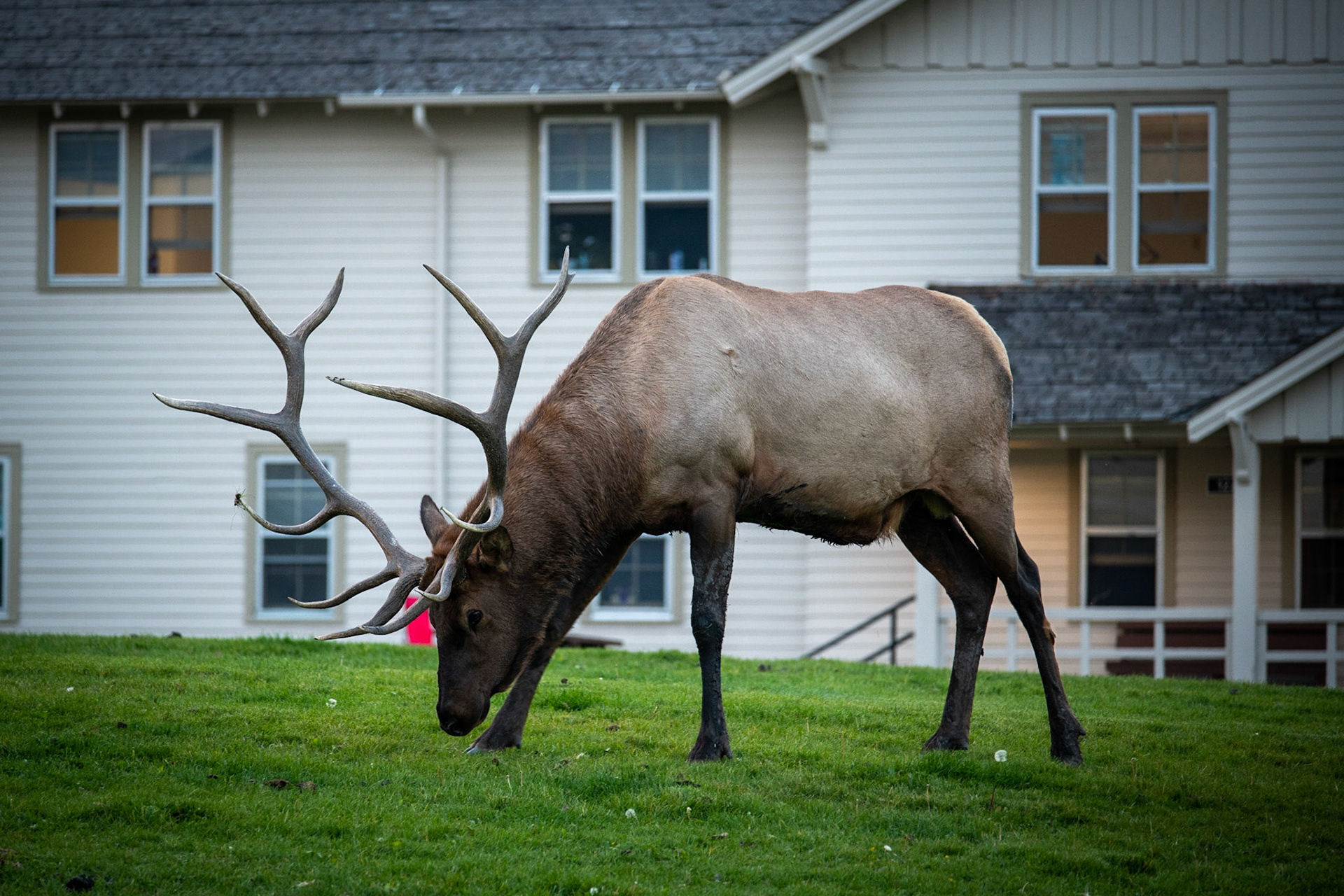 Male elk near Mammoth campground