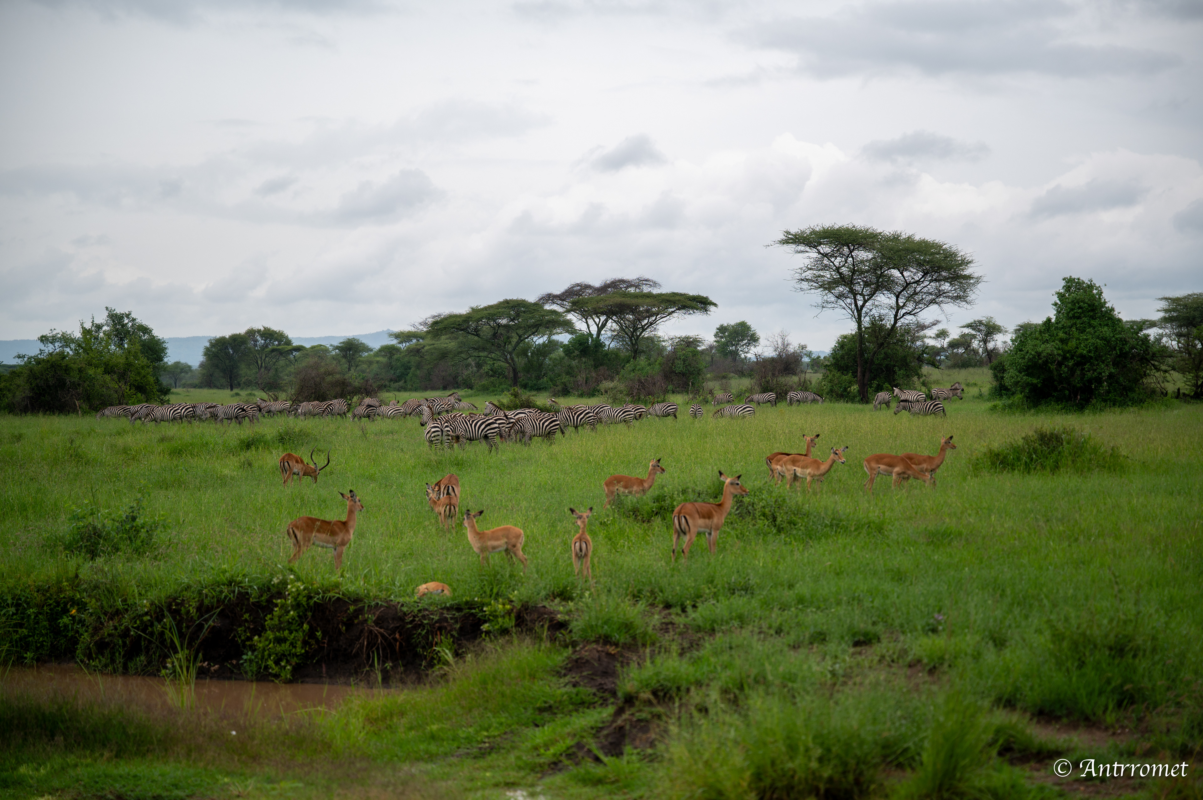 Impala and Zebra Herd