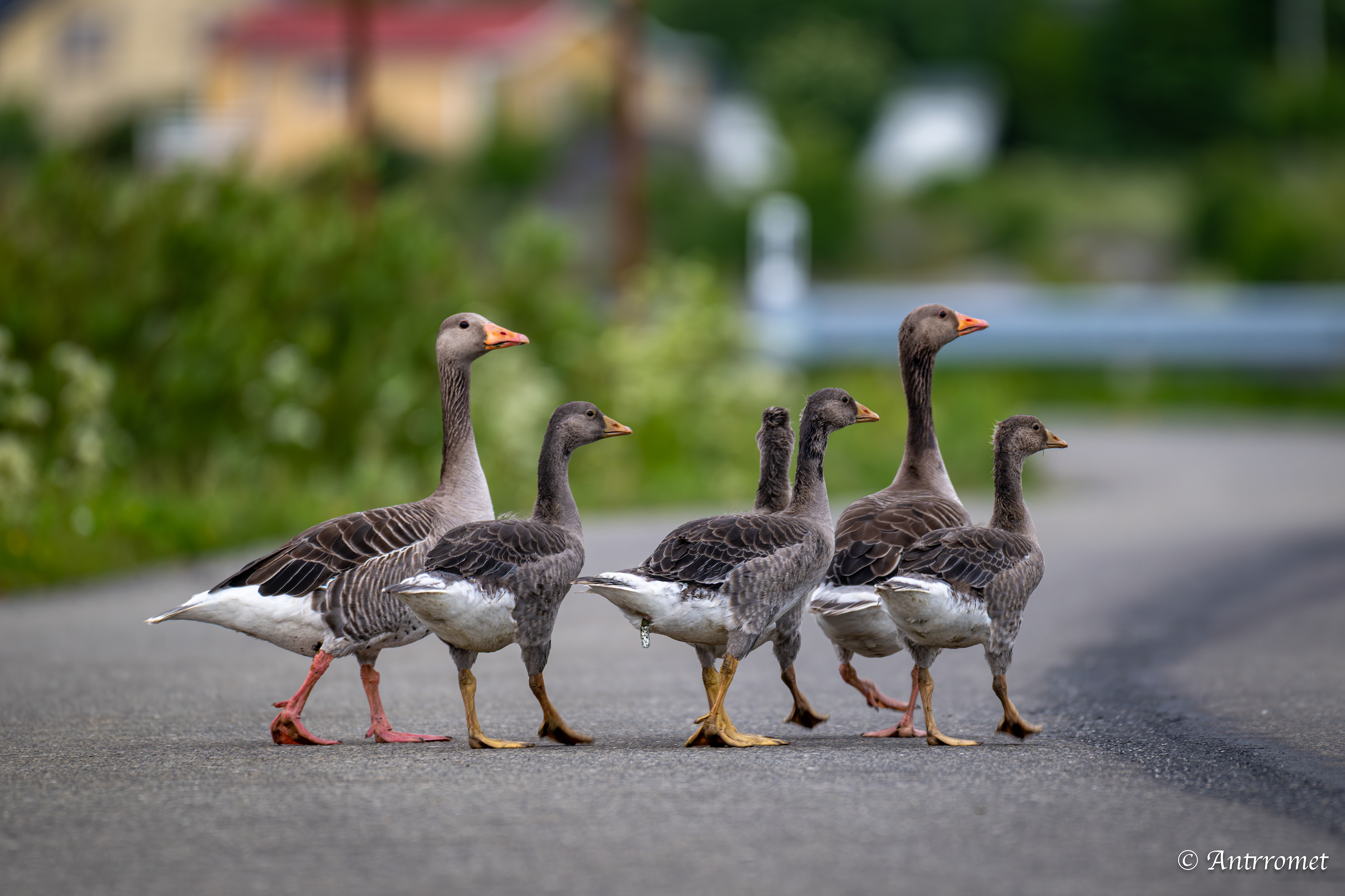 Greylag geese
