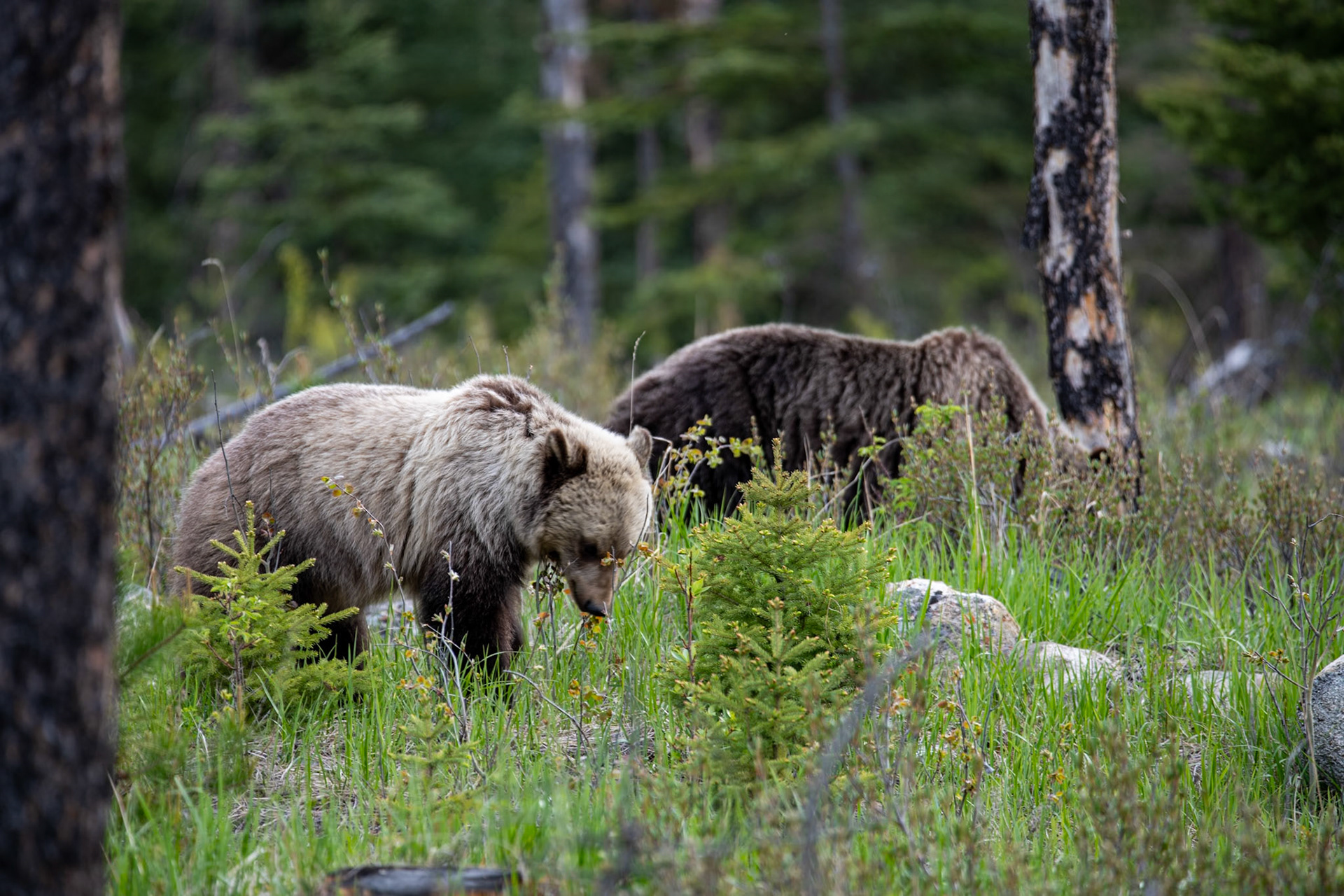Grizzly bear with its cub