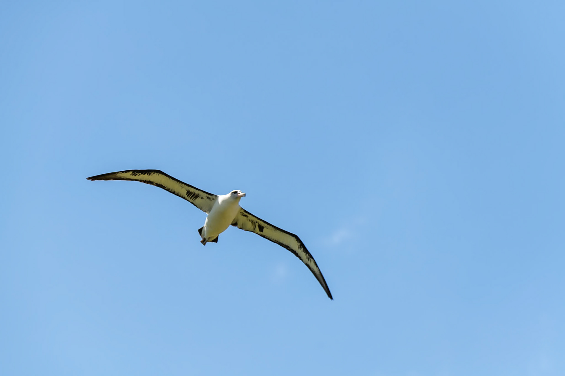 Laysan albatross at Ka'ena Point State Park