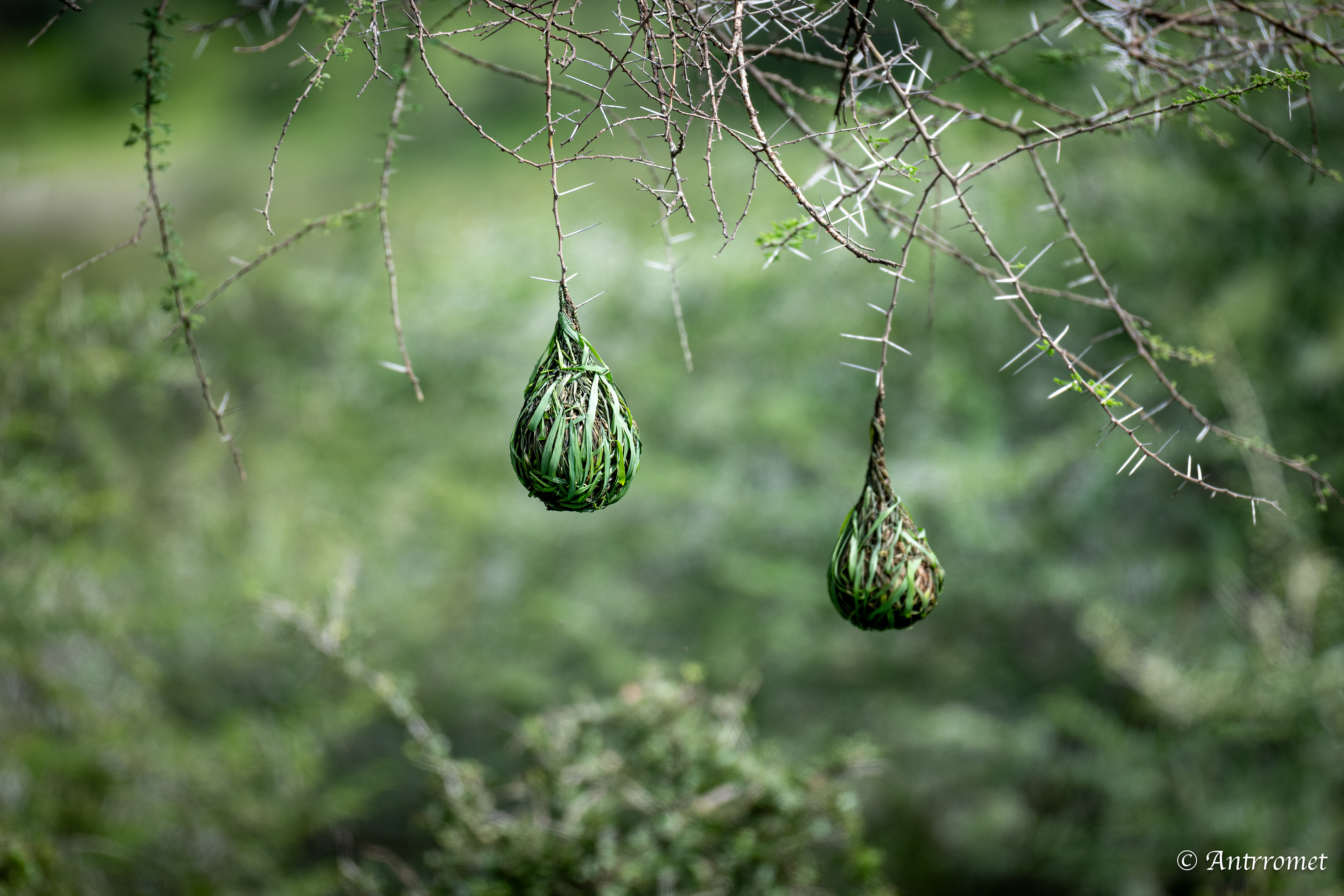Speke's Weaver nests