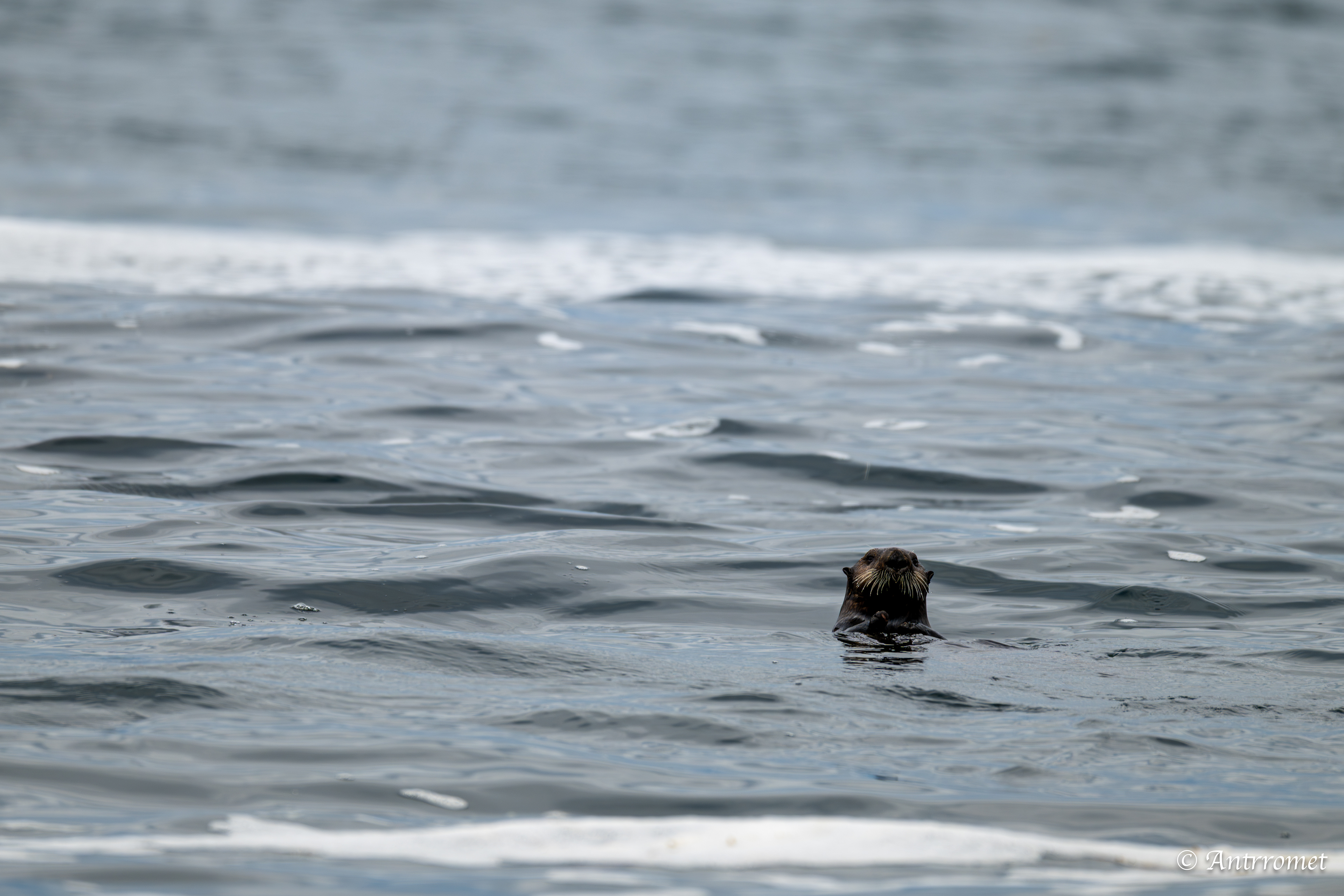 Sea otter