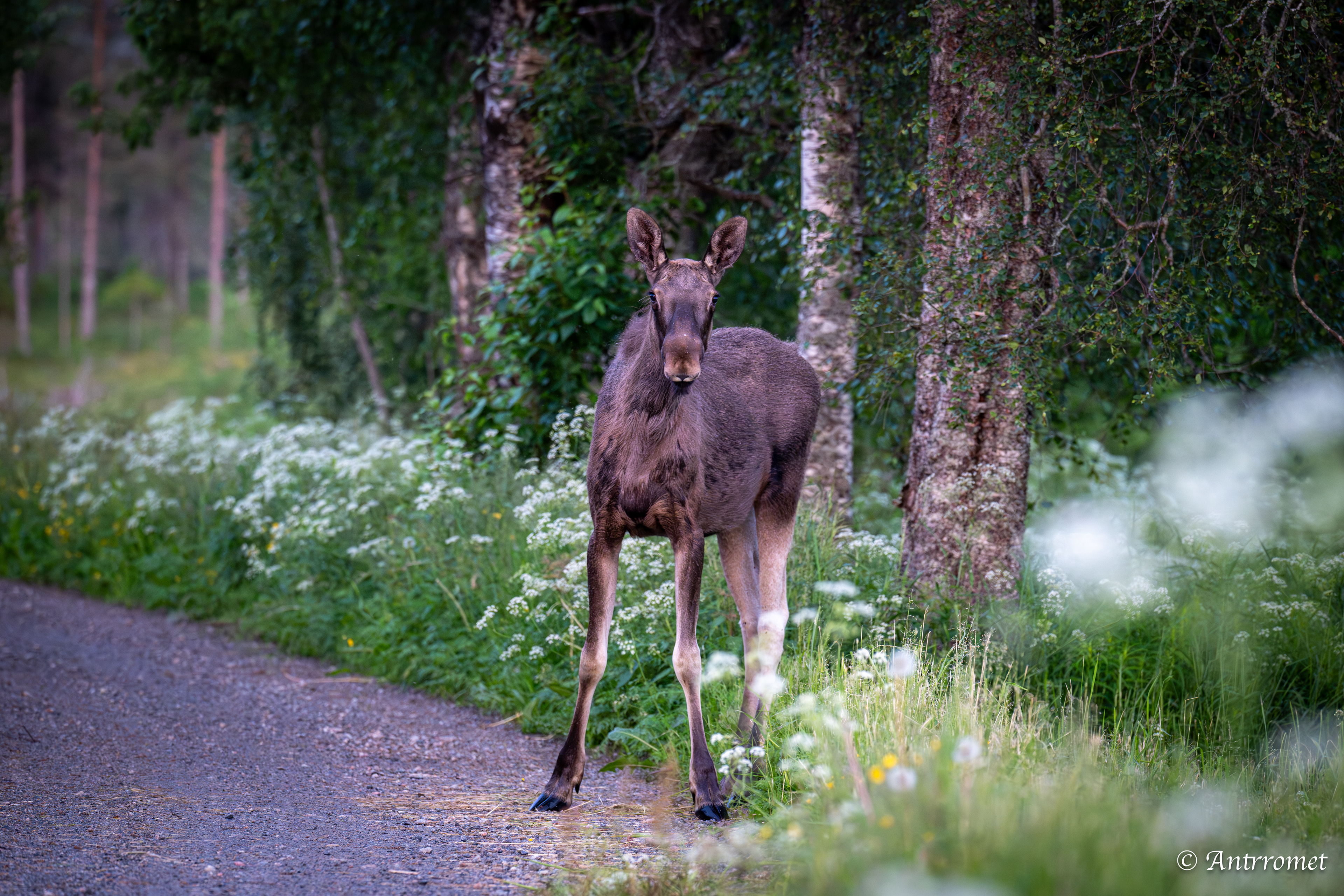 Moose somewhere in Bangsund