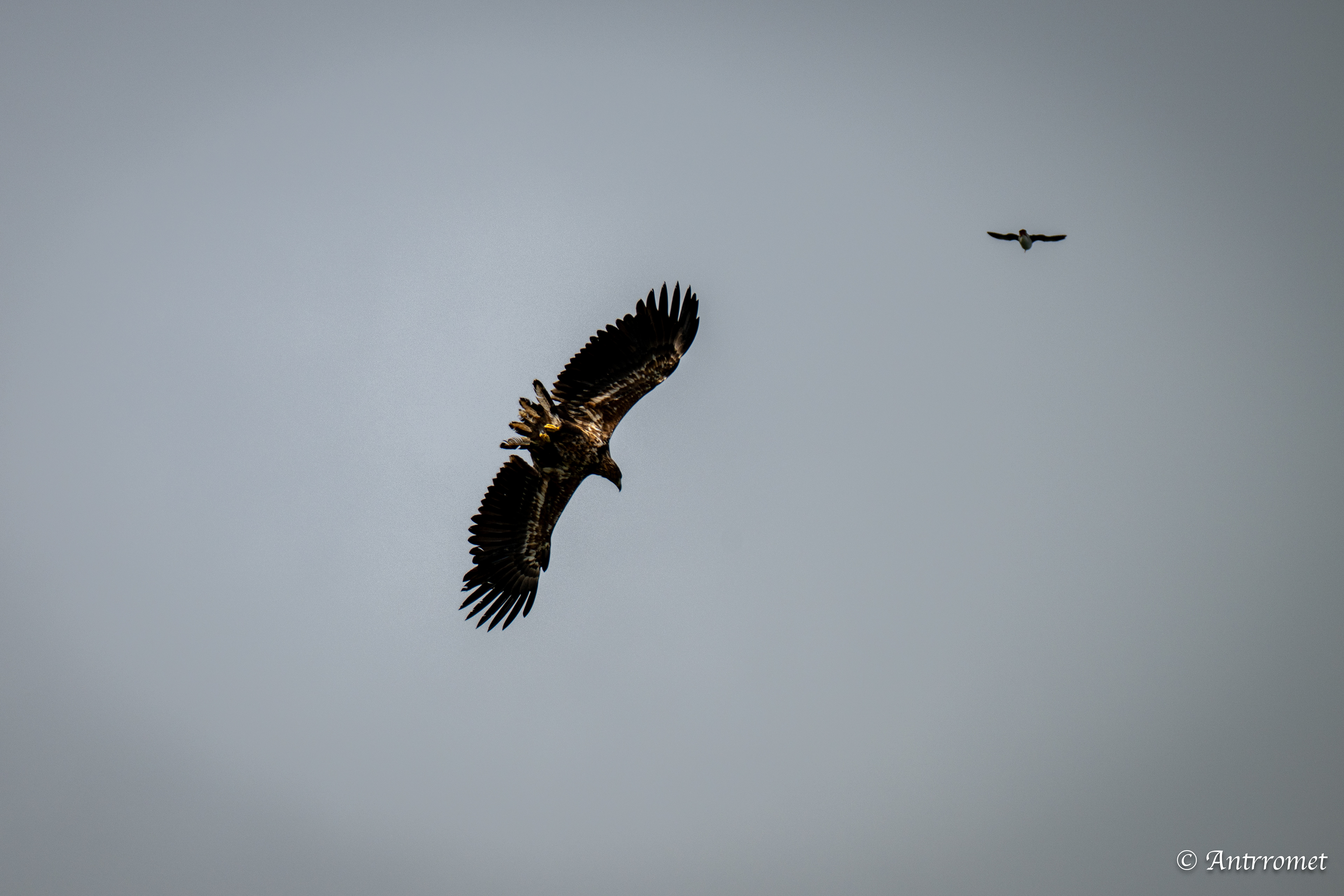 Eagle at Puffin Safari AS, Bleik, Vesteralen