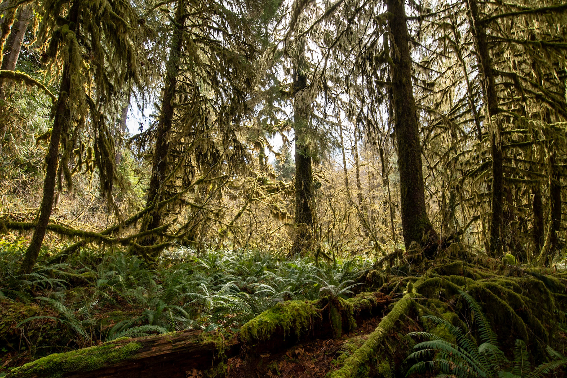 Hoh rainforest