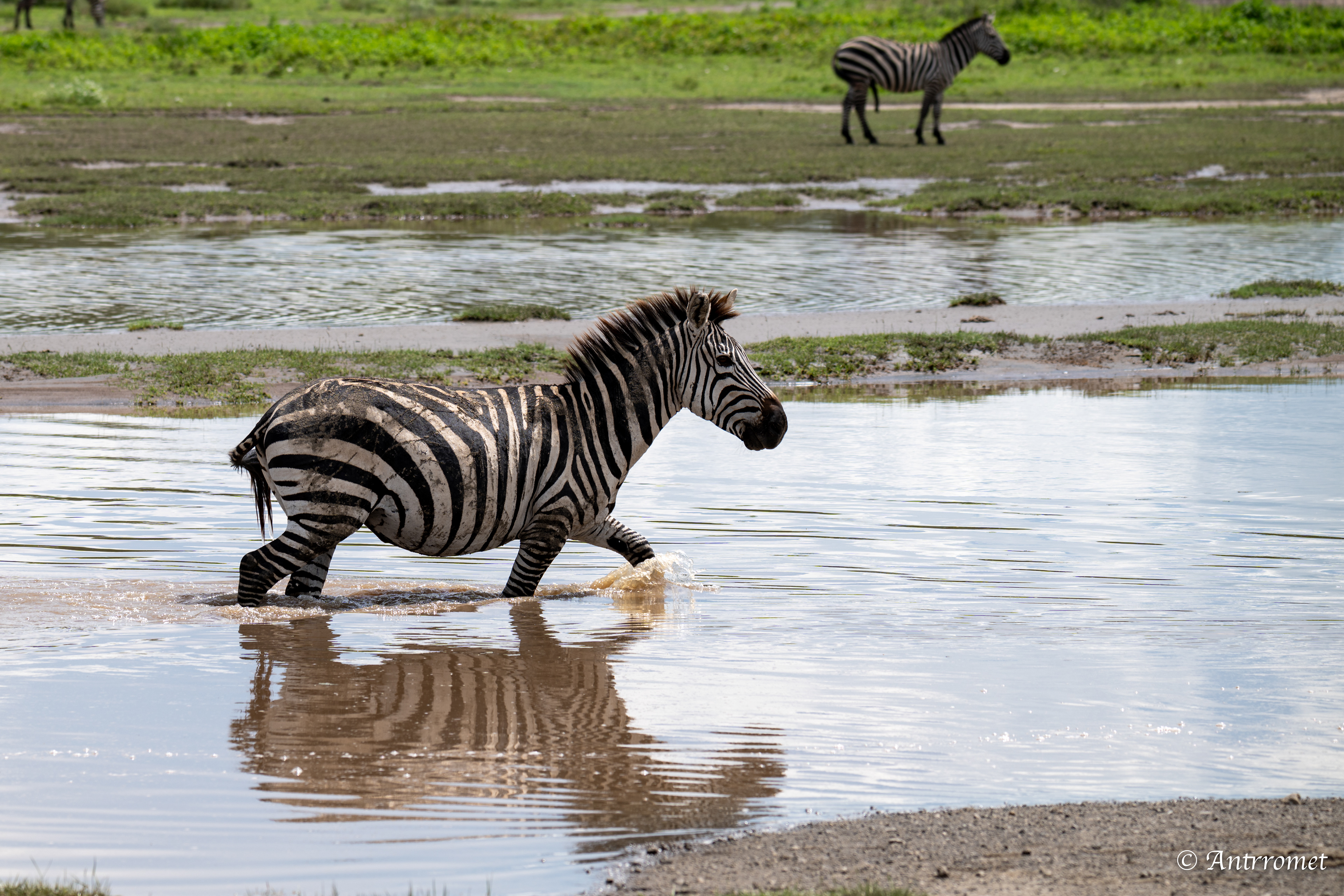 Zebra river crossing