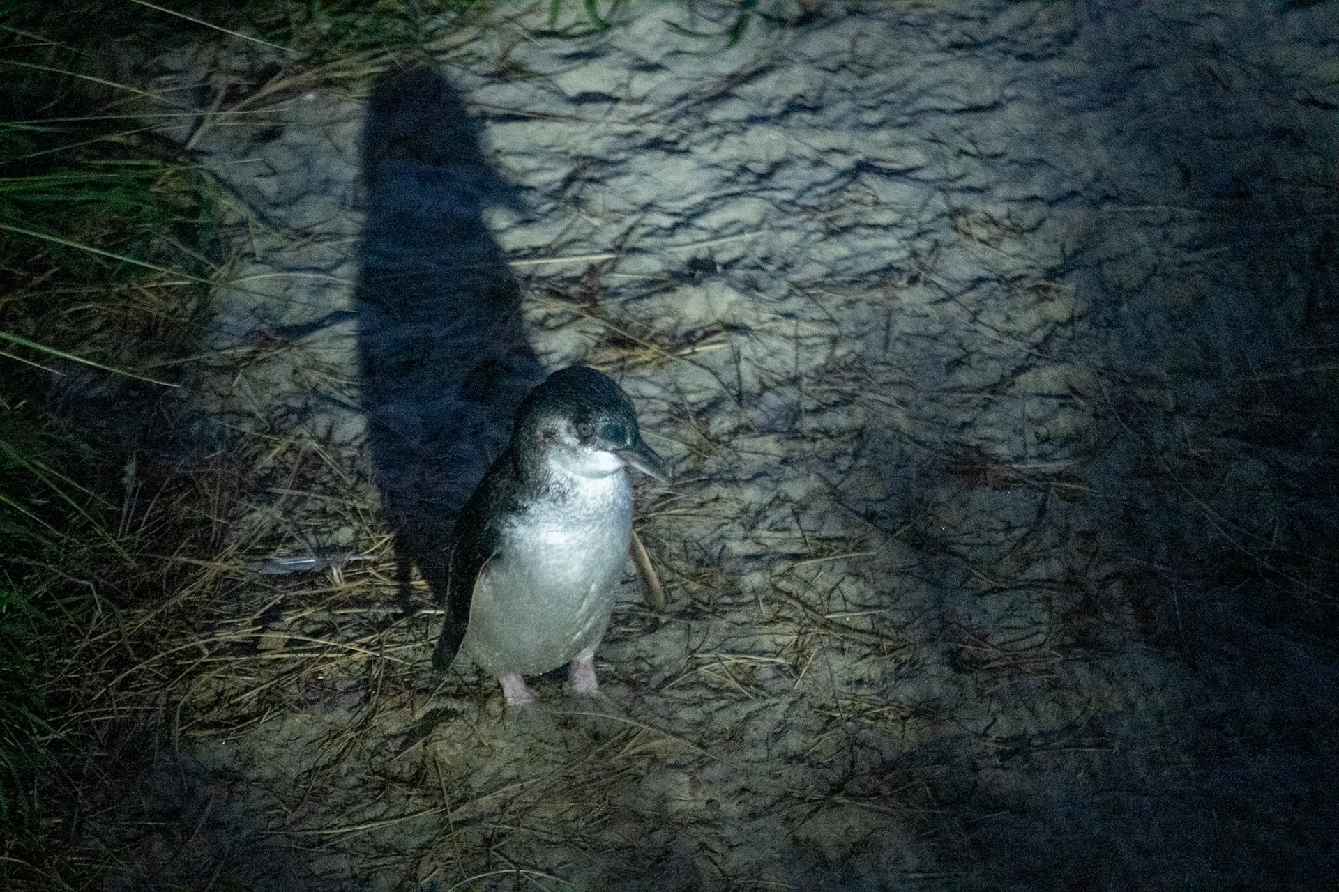 Blue penguin