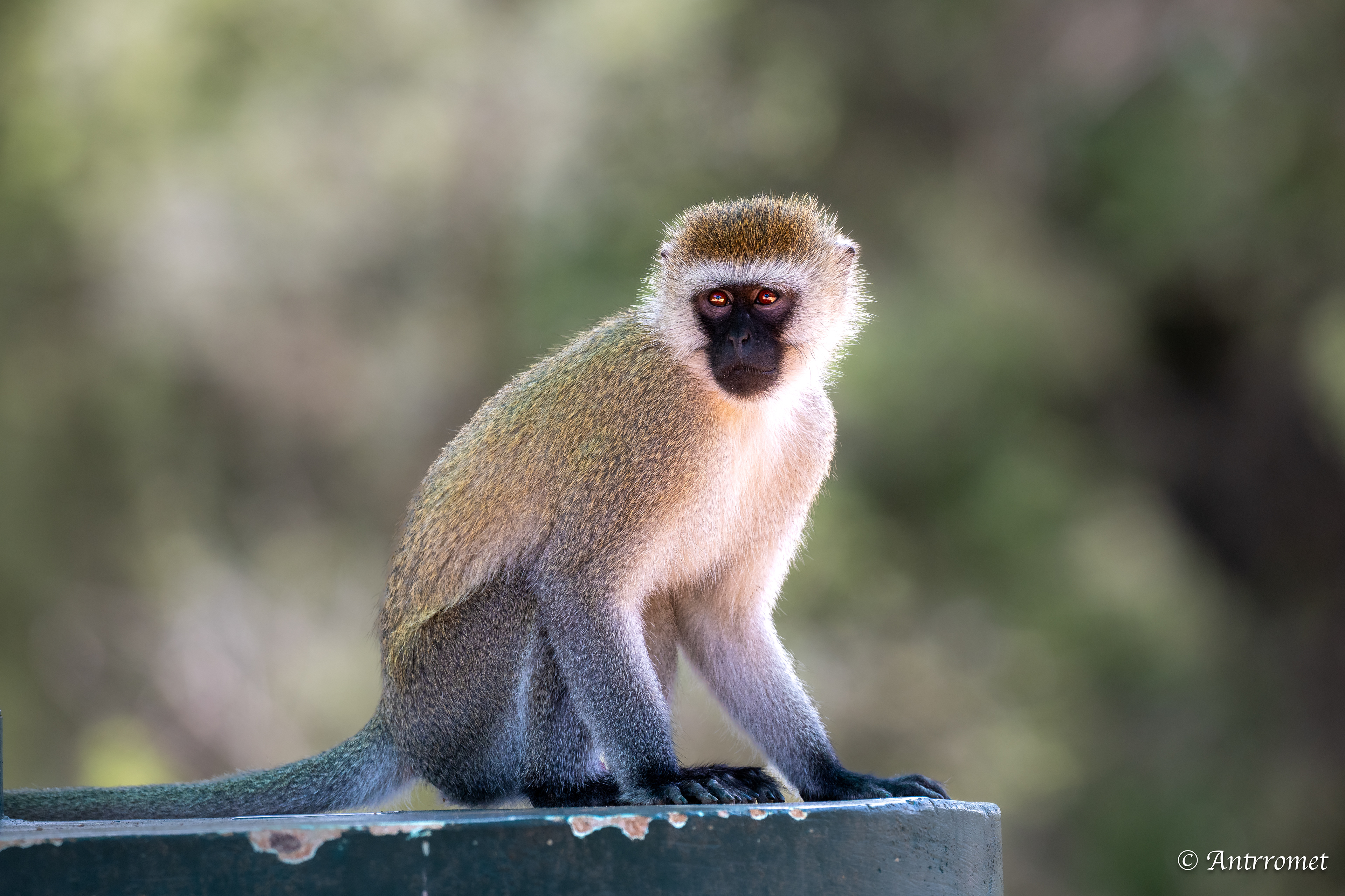 Vervet monkey