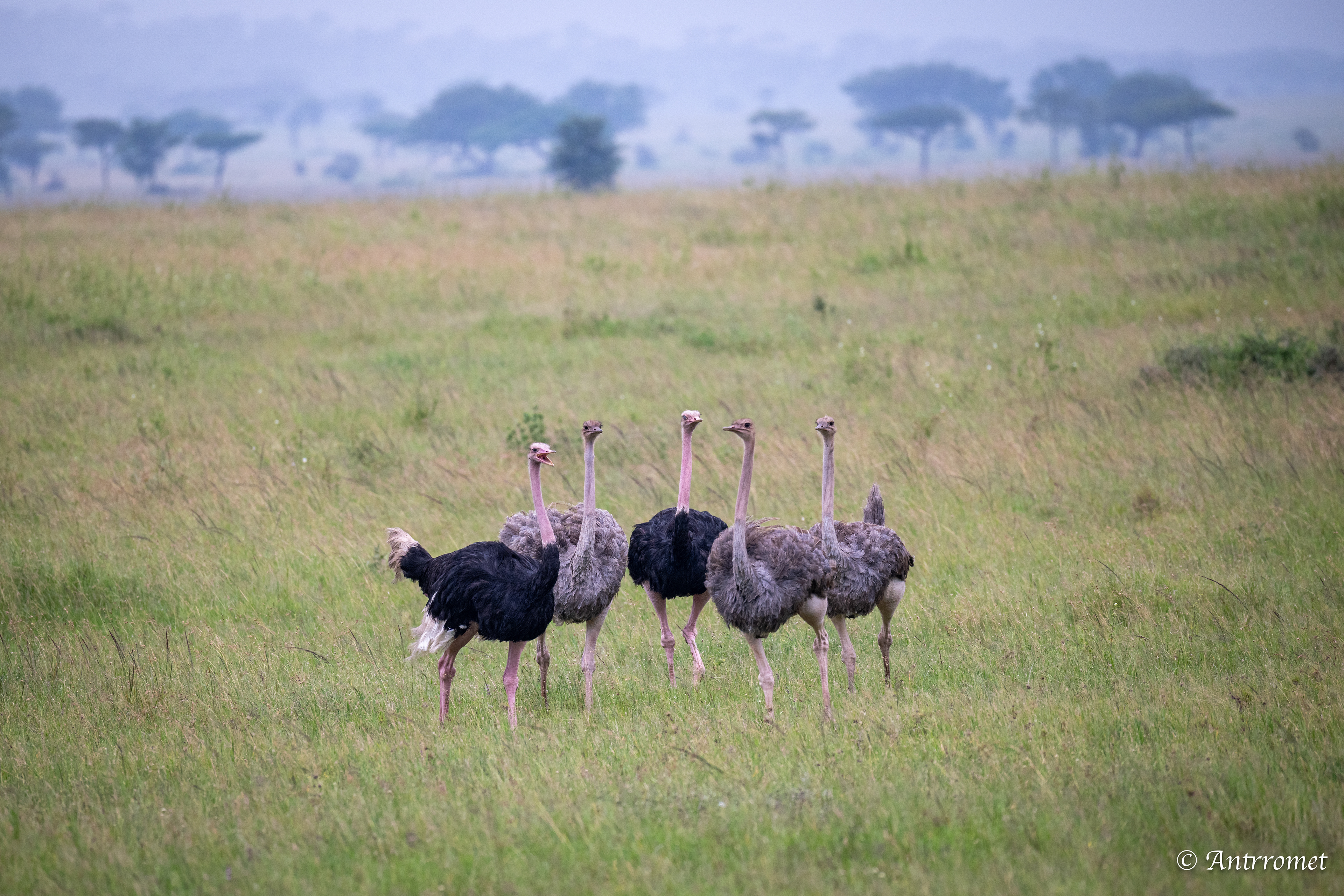 Ostriches