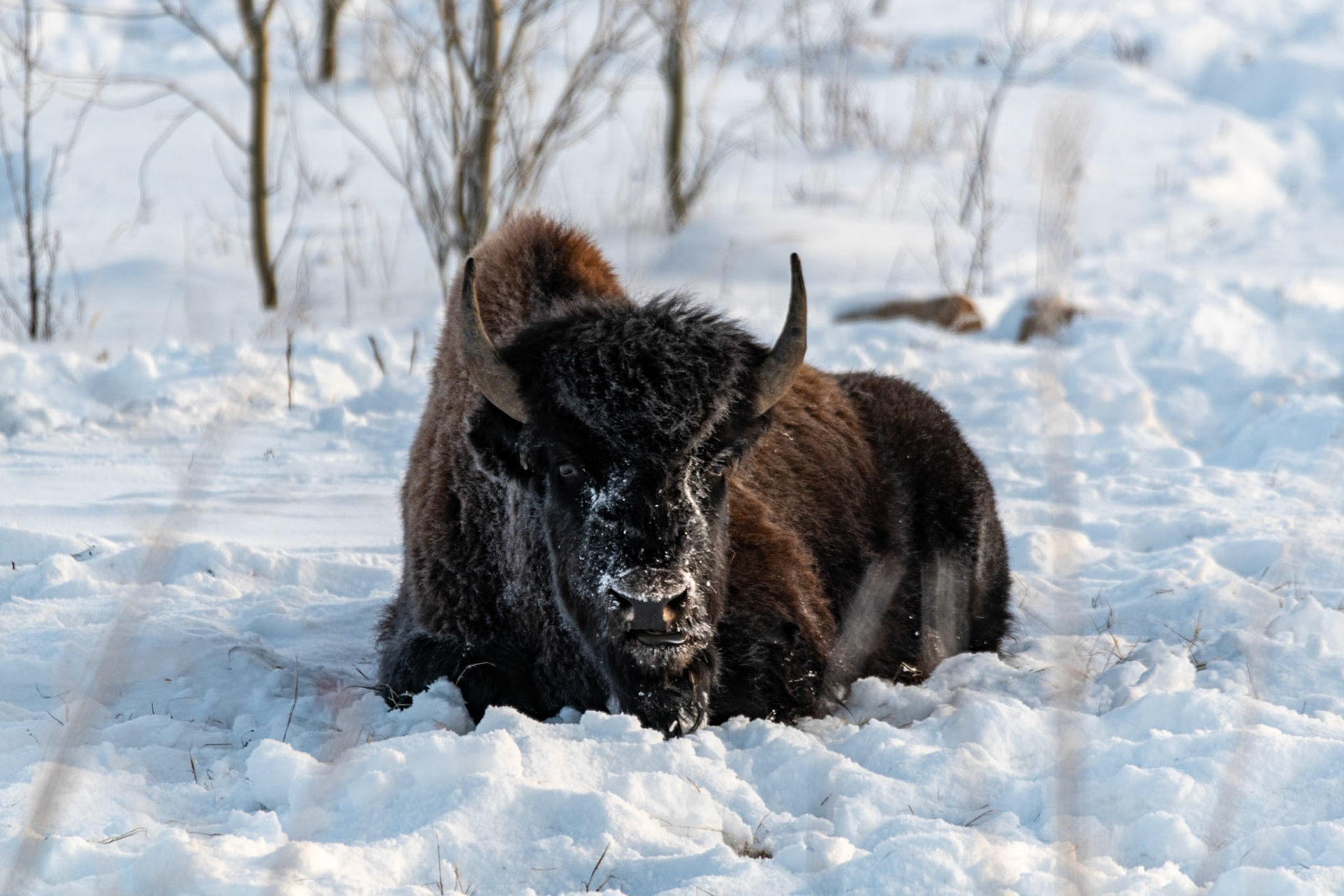 Bisons at Frontier Trail