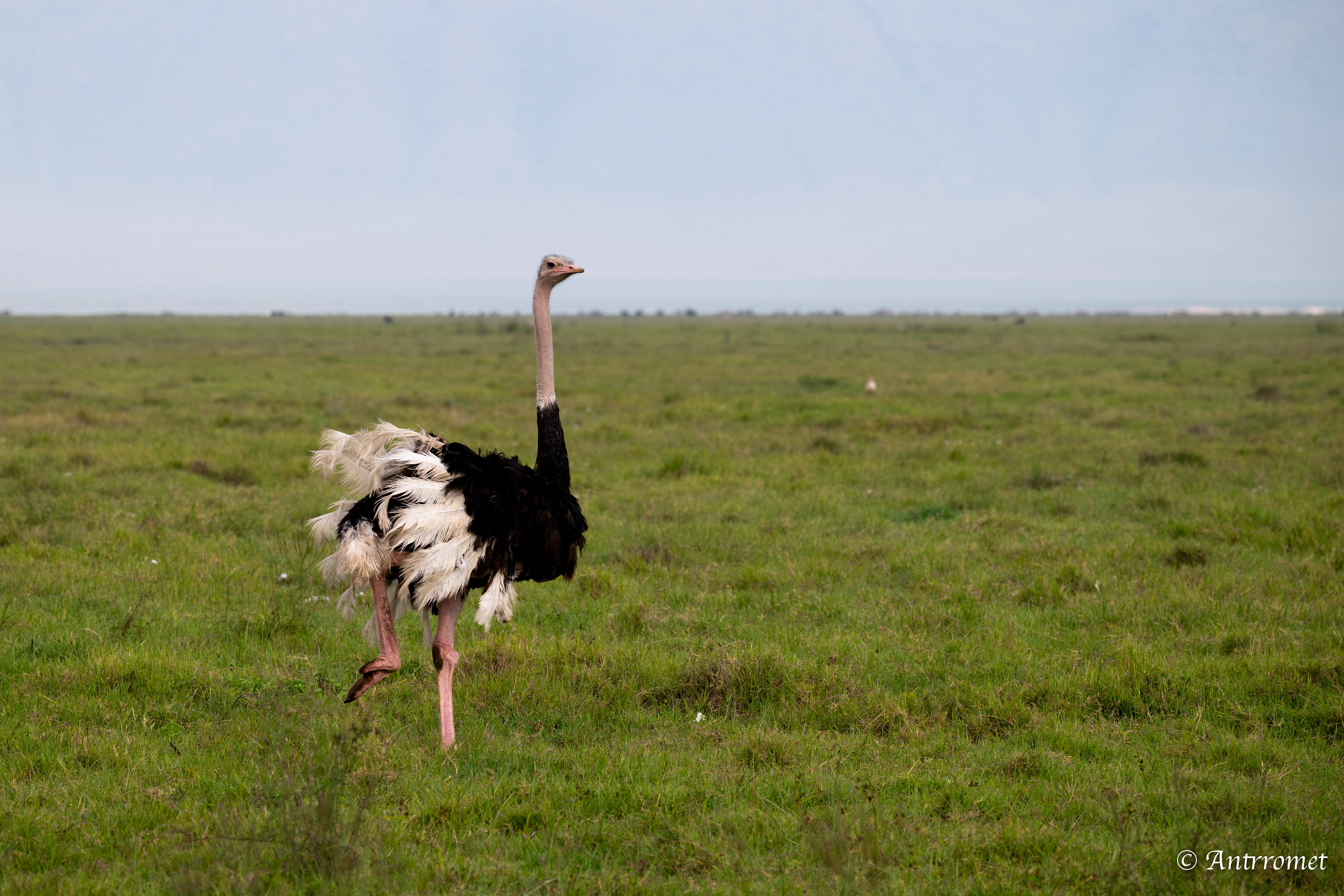 Ostrich