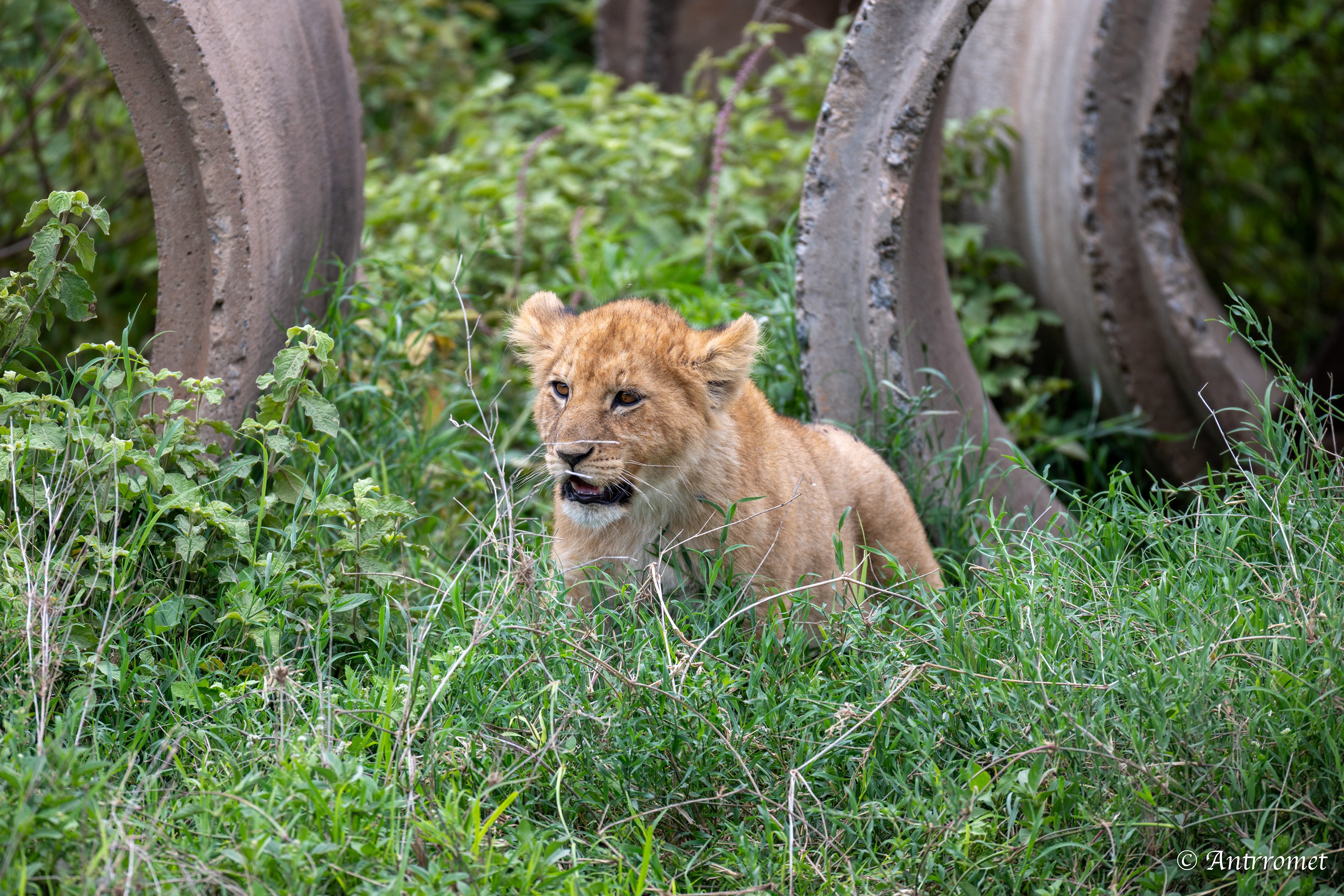 Lion cub