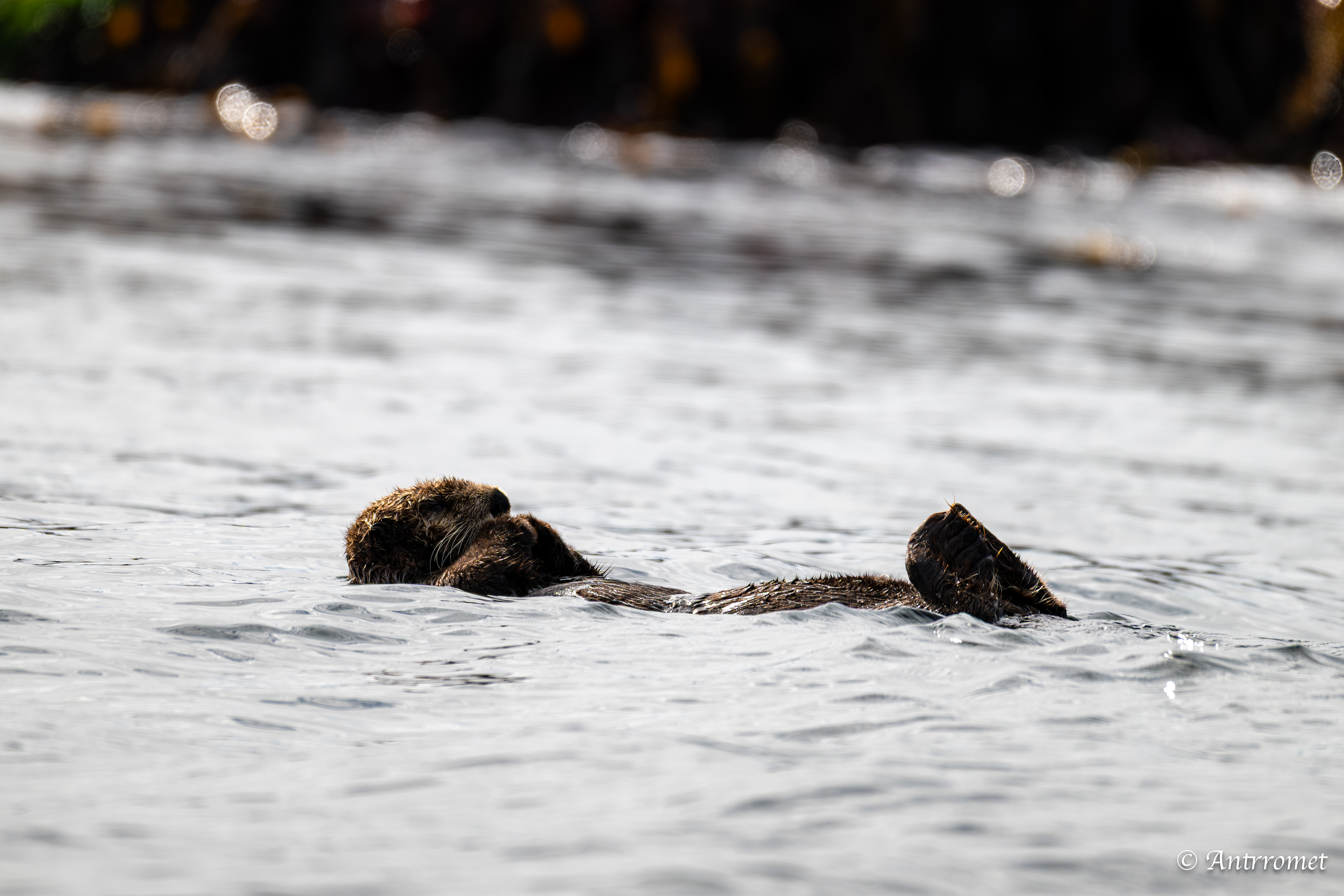 Sea otter