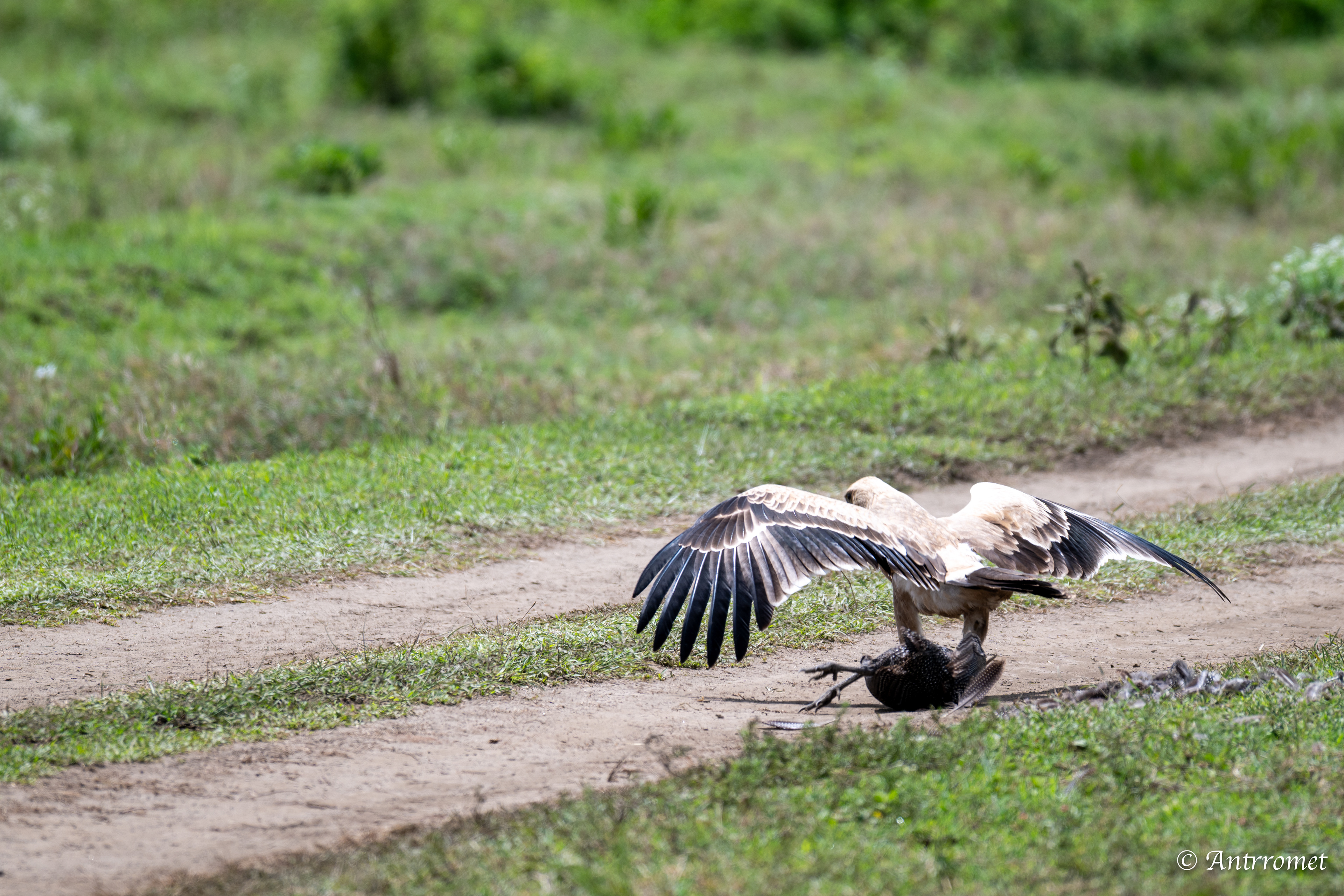Tawny Eagle preying on a fowl