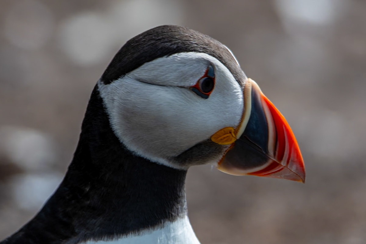 Puffin, Farne Islands