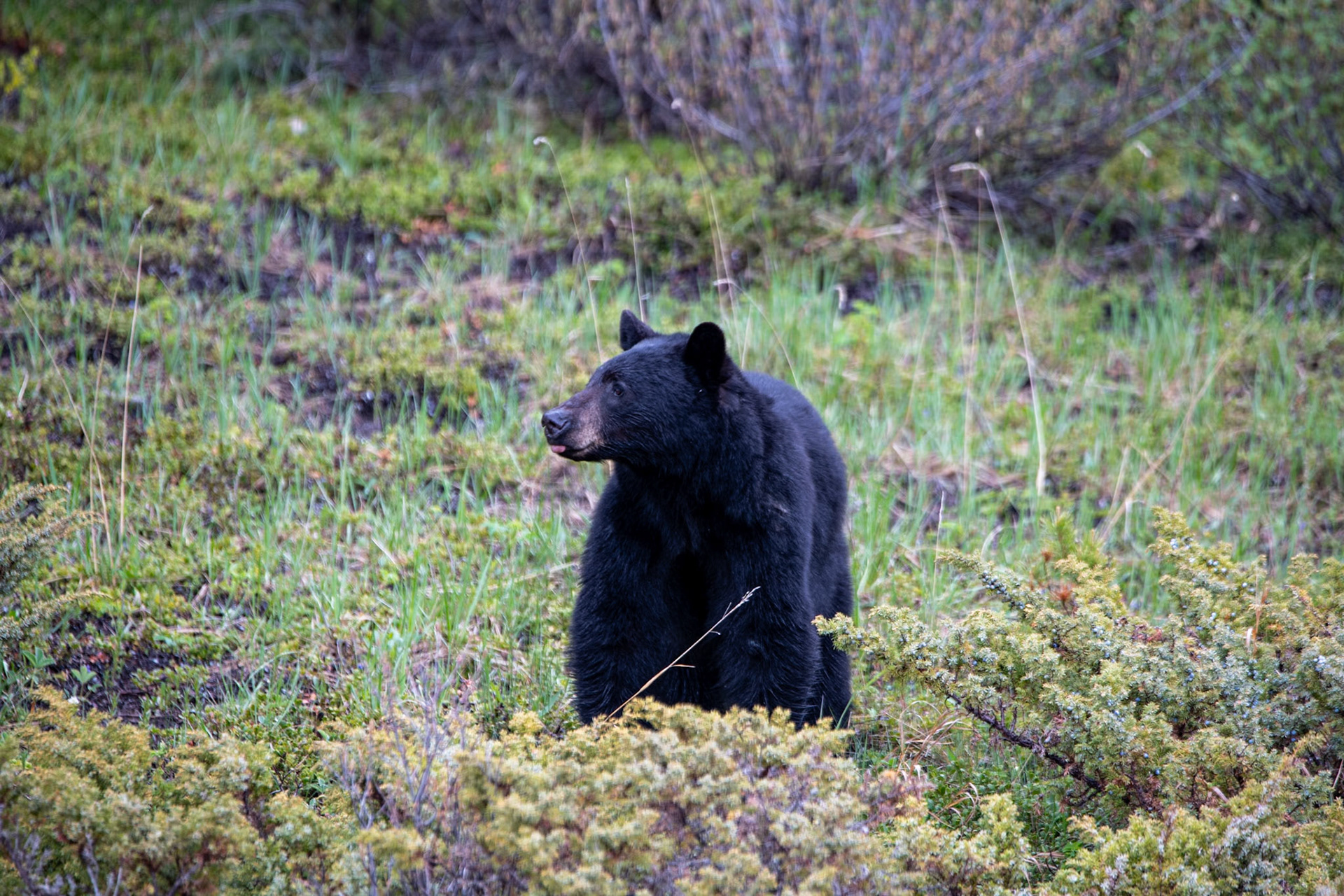 Black bear near Goats and Glacier lookout on Icefields Parkway