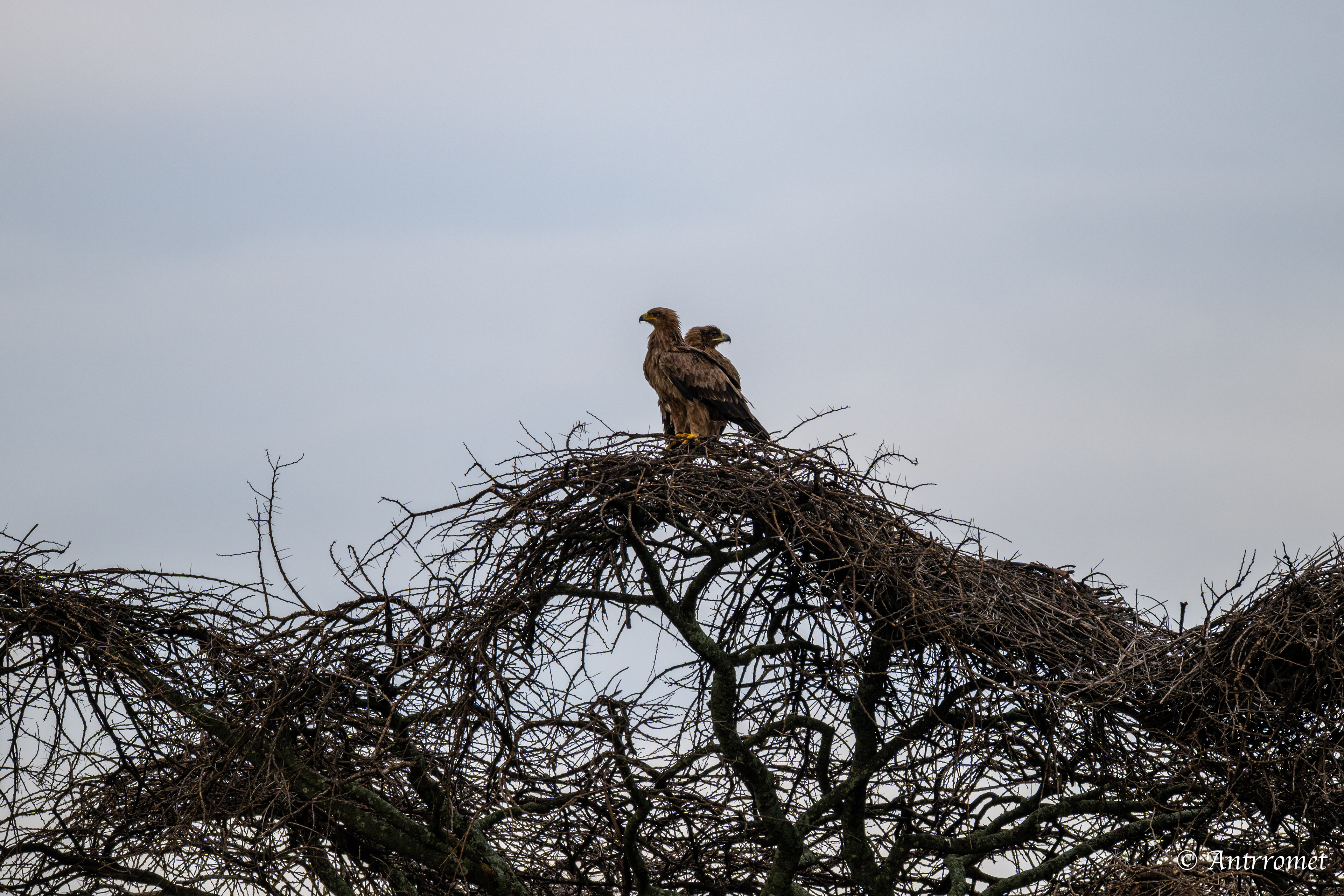 Pair of Tawny Eagles