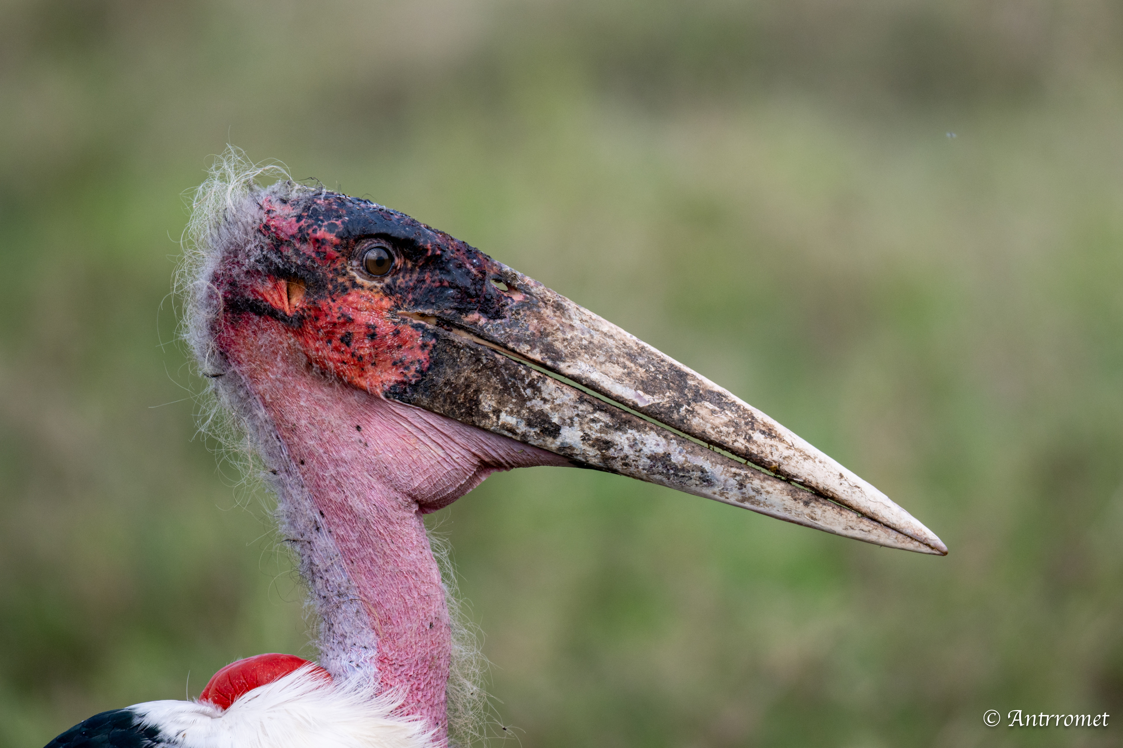 Marabou Stork
