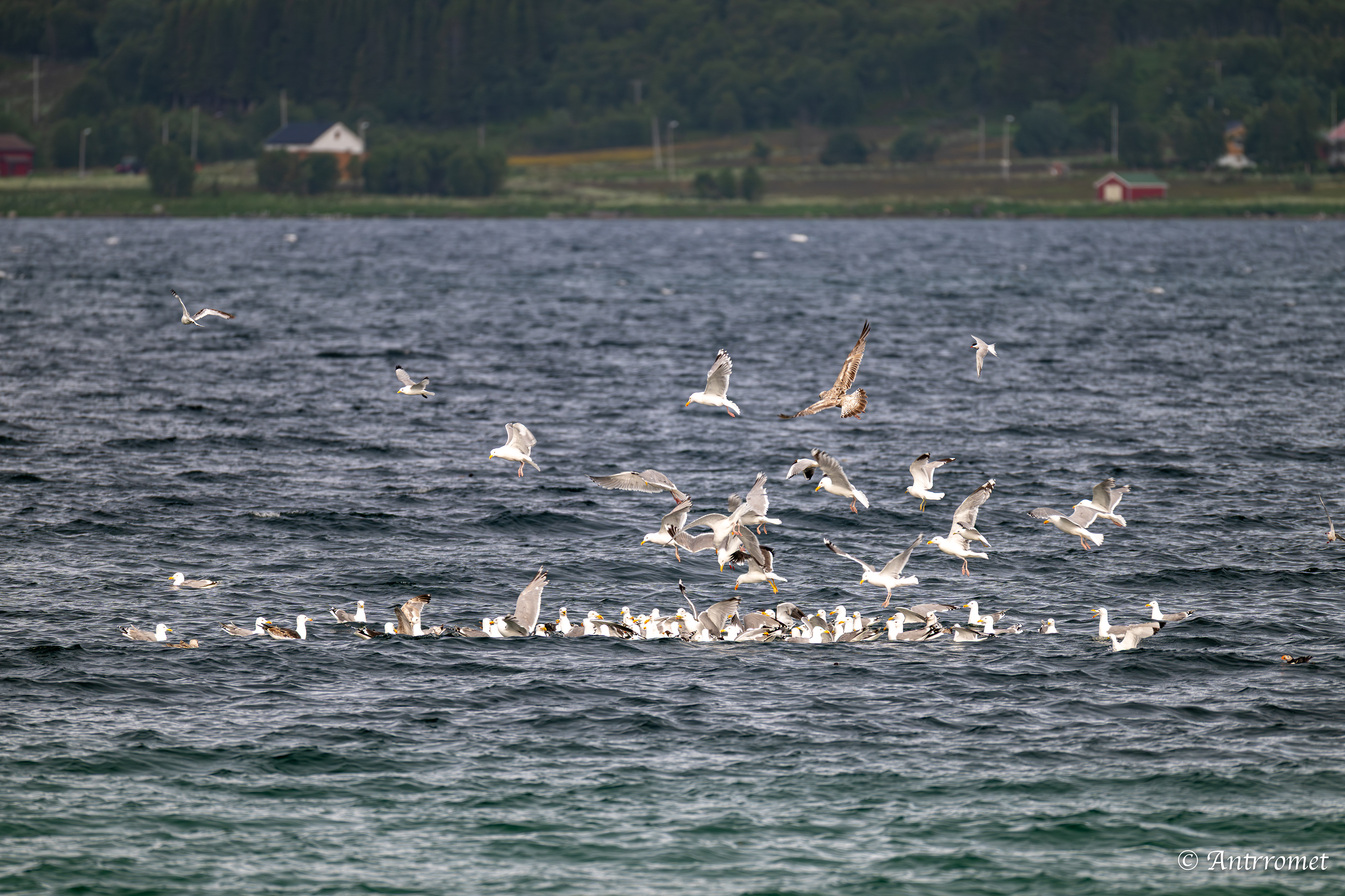 Gulls