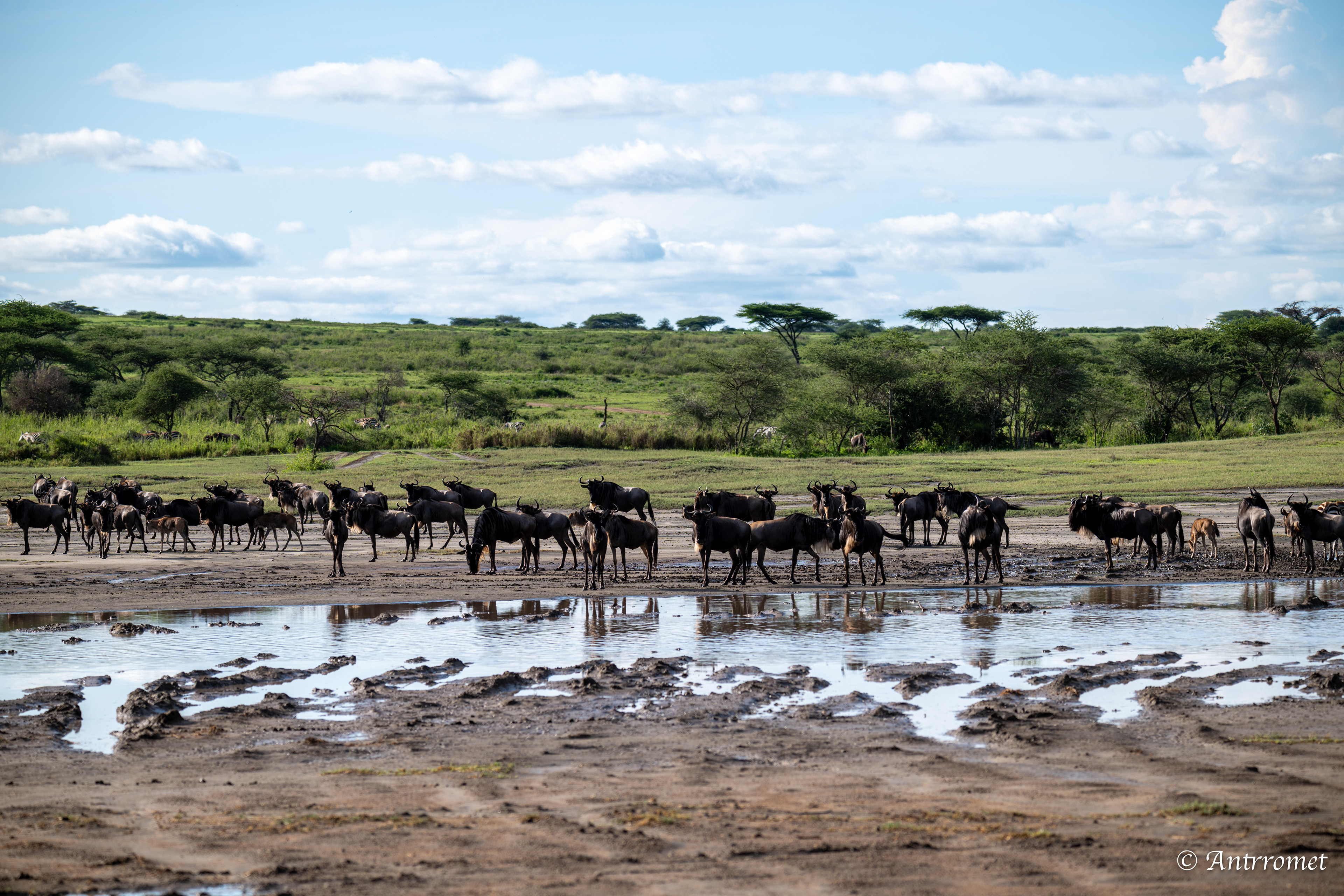 Wildebeest