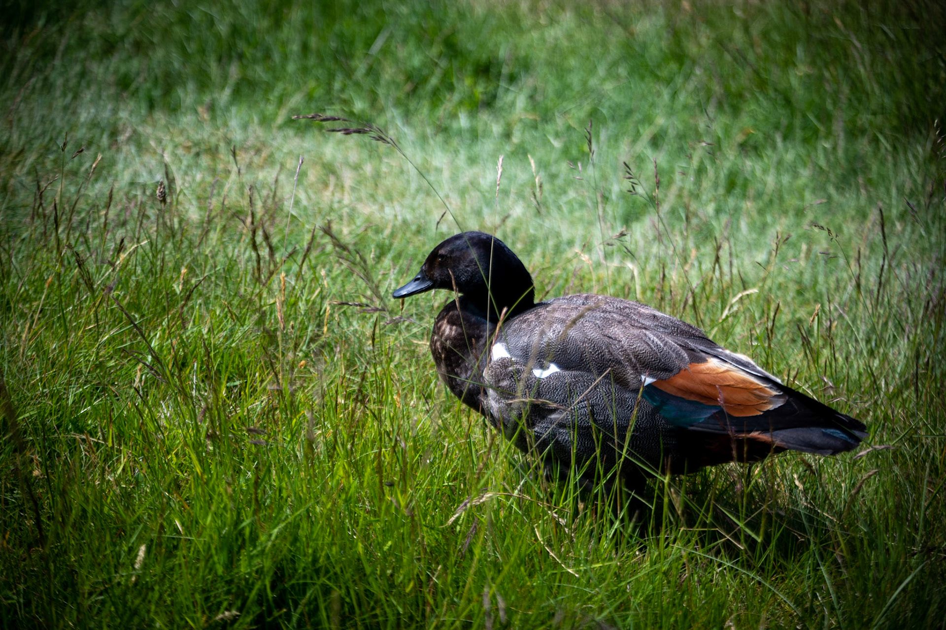 Paradise shelduck