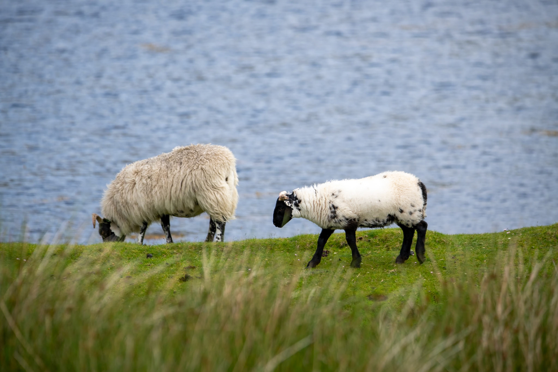 Scottish Blackface sheep on the way to Elgol