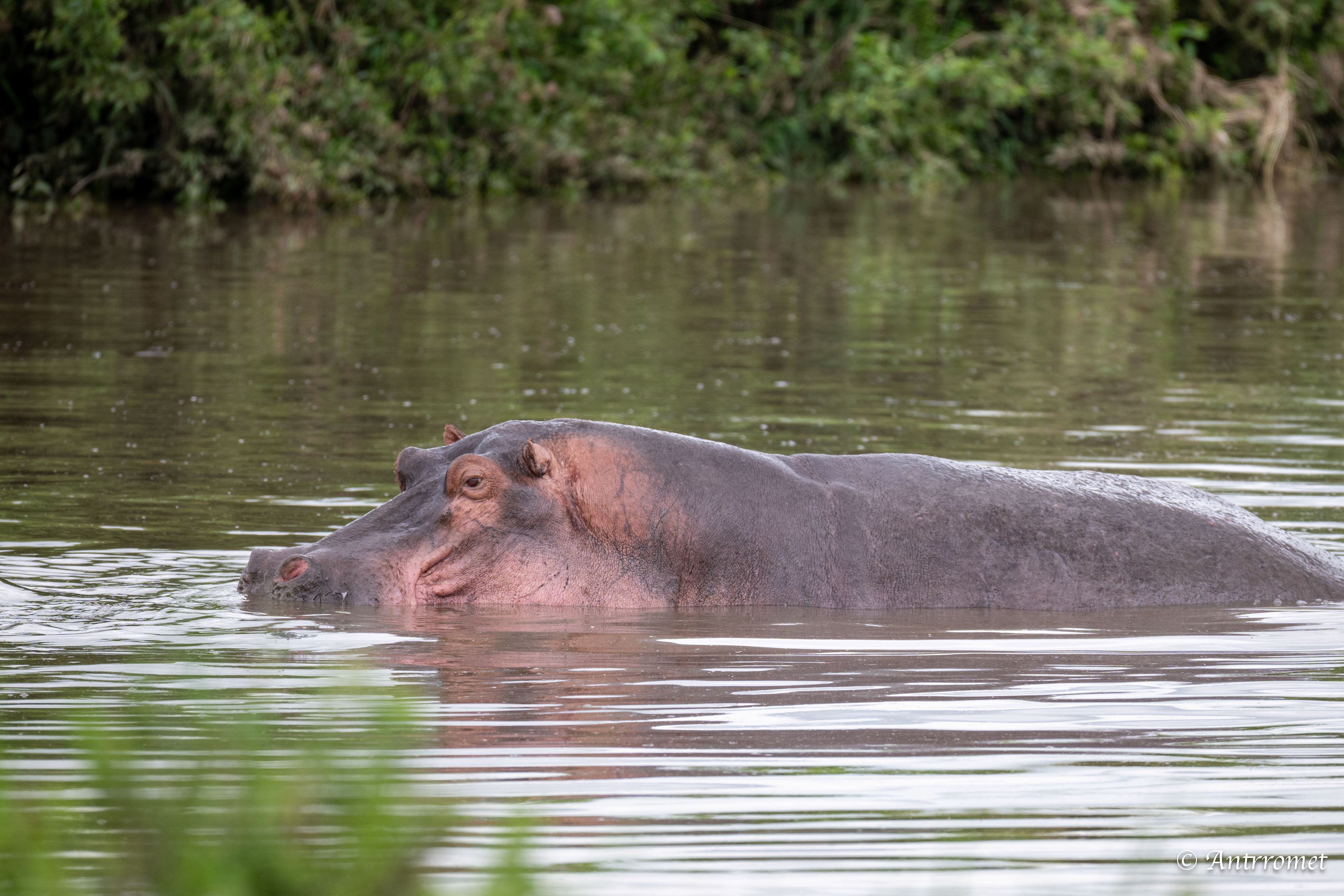 Hippopotamus