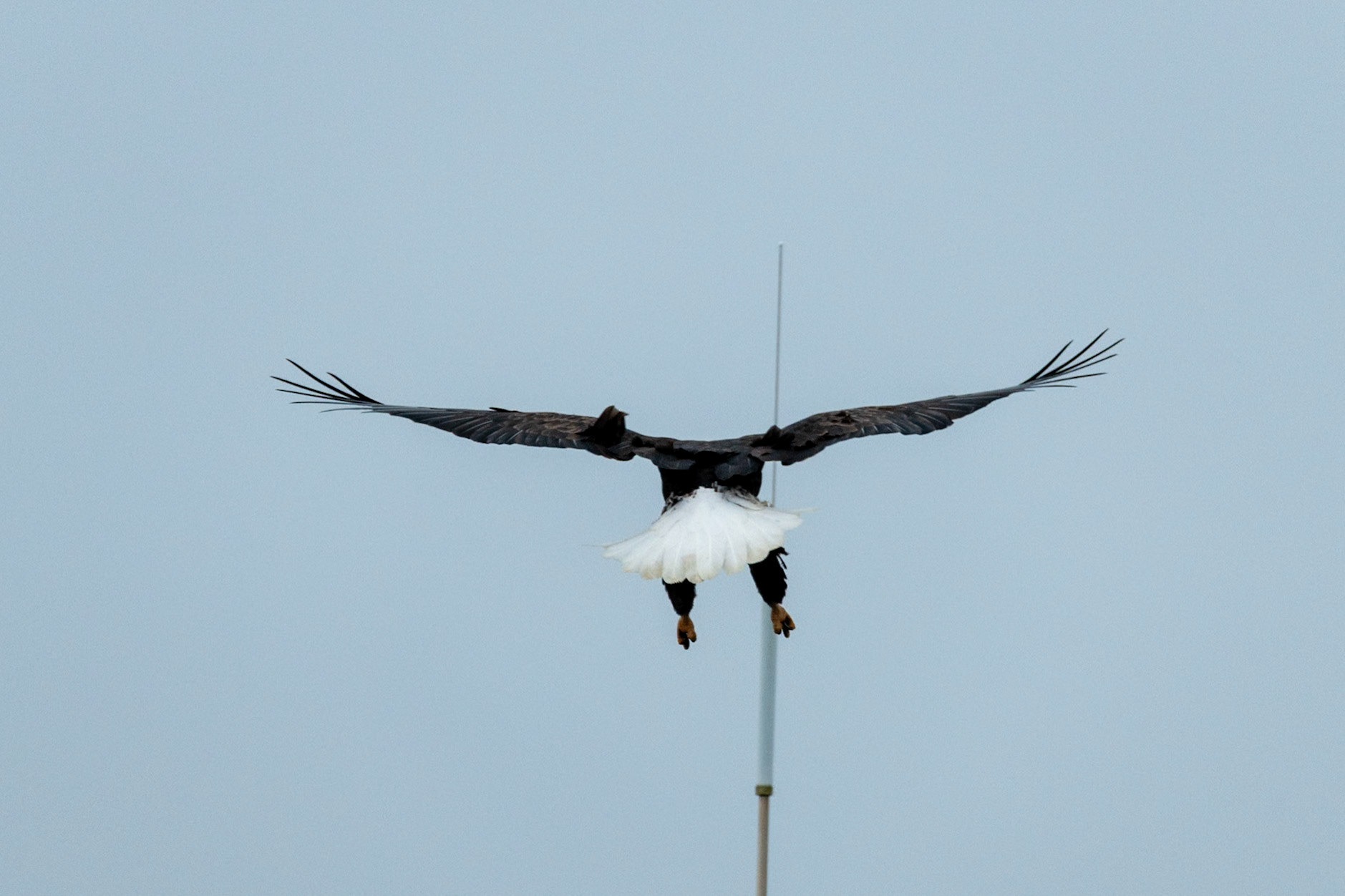 Bald eagle at Ucluelet